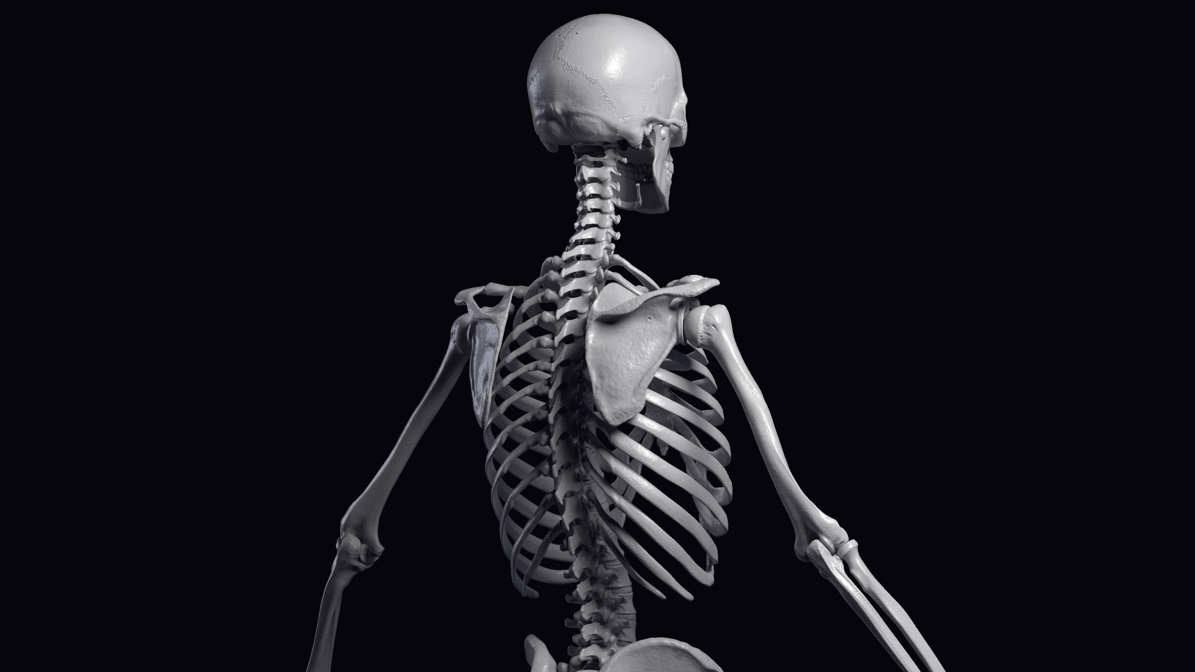 Skeleton Rigged - Skeleton Rig - Skeletal System Low-poly 3D model_28