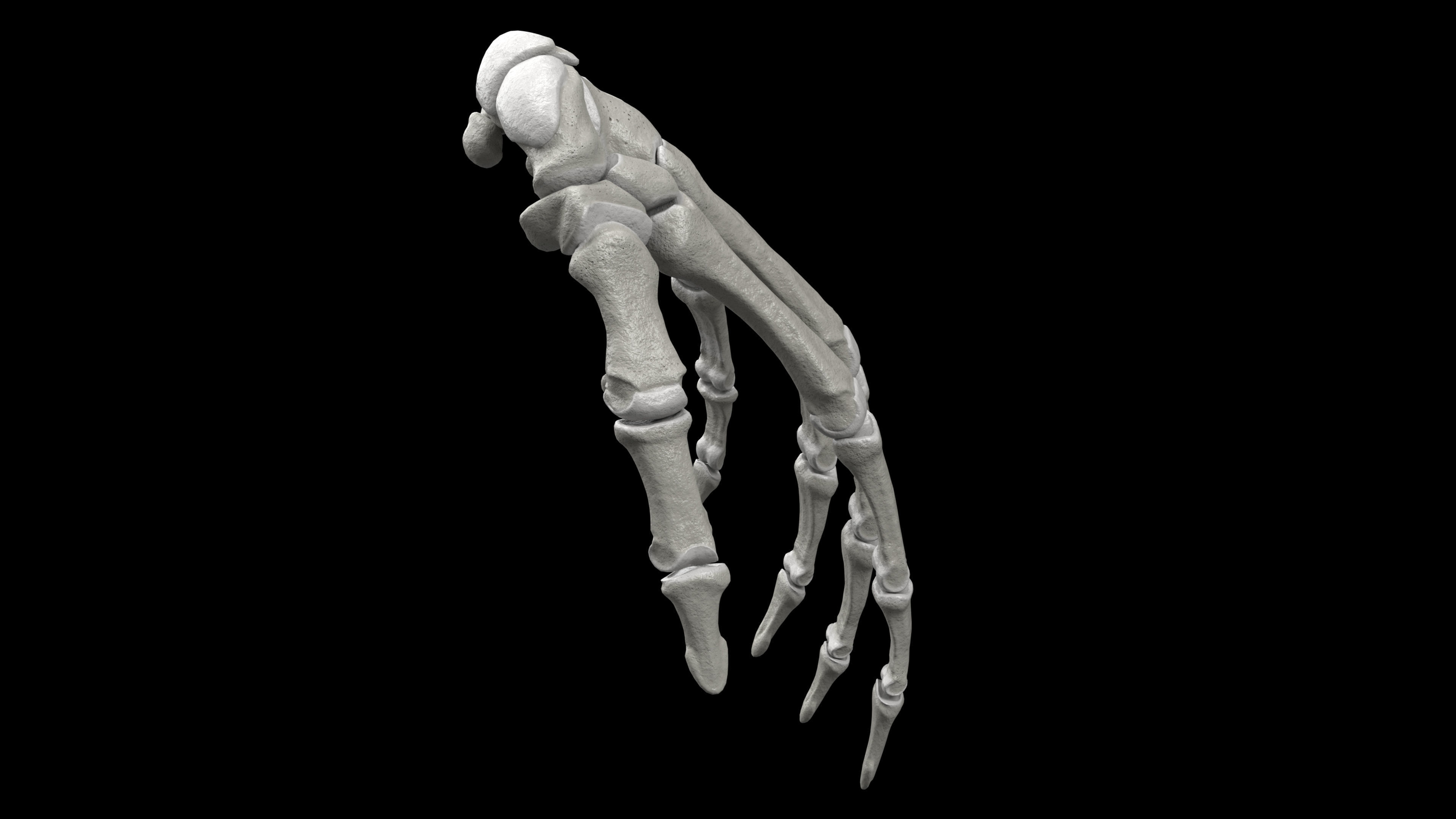 Skeleton Rigged - Skeleton Rig - Skeletal System Low-poly 3D model_43