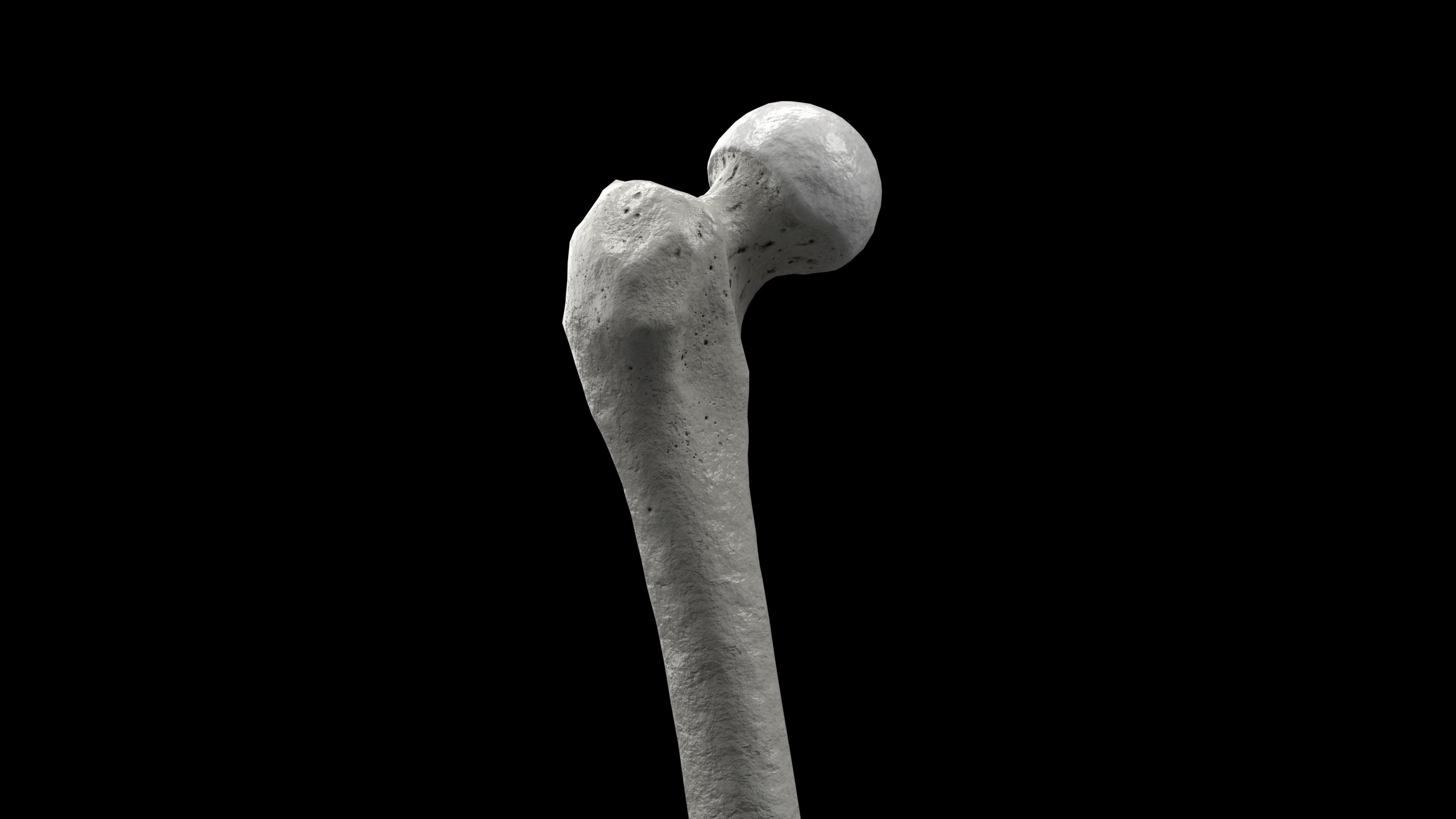 Skeleton Rigged - Skeleton Rig - Skeletal System Low-poly 3D model_45