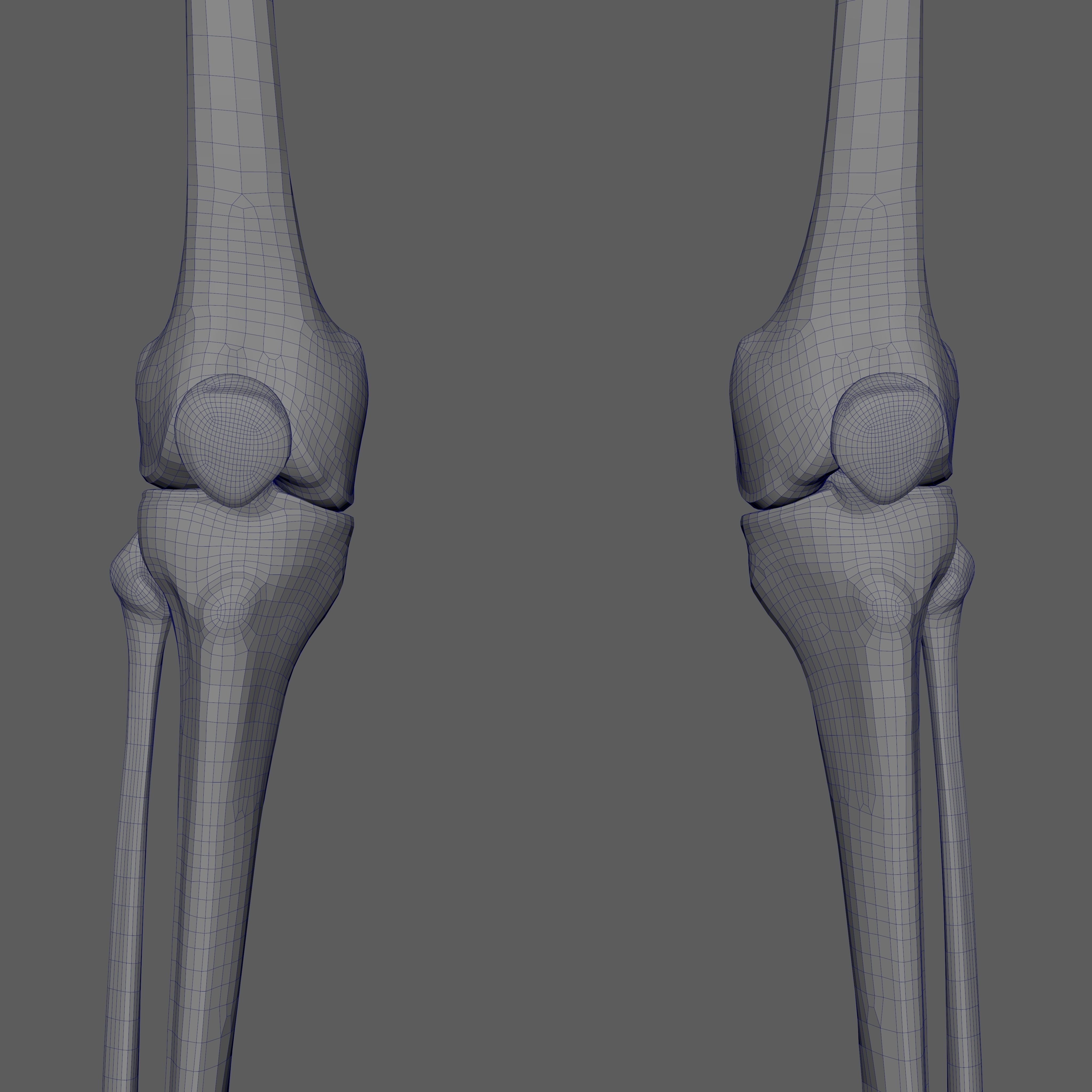 Skeleton Rigged - Skeleton Rig - Skeletal System Low-poly 3D model_96