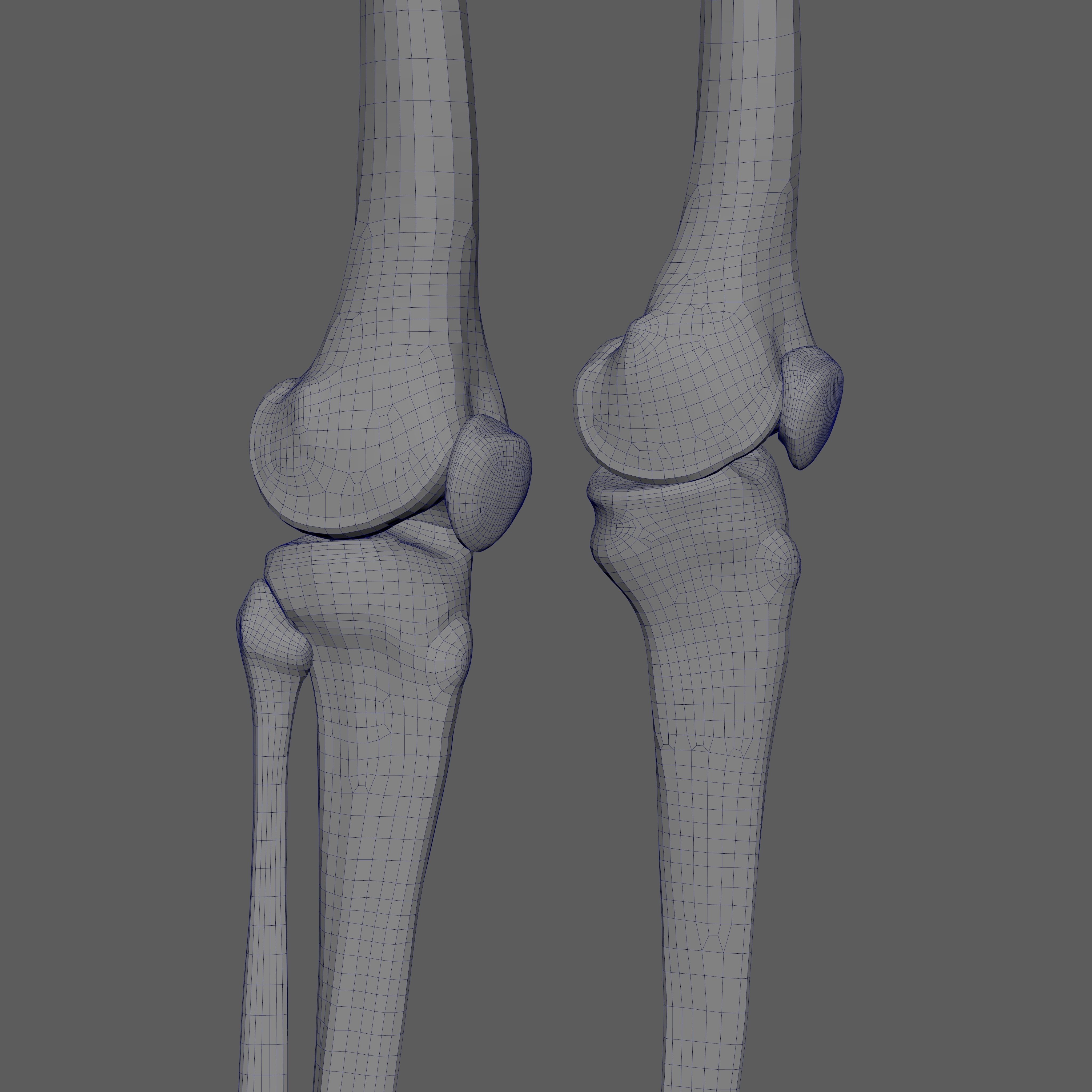 Skeleton Rigged - Skeleton Rig - Skeletal System Low-poly 3D model_97