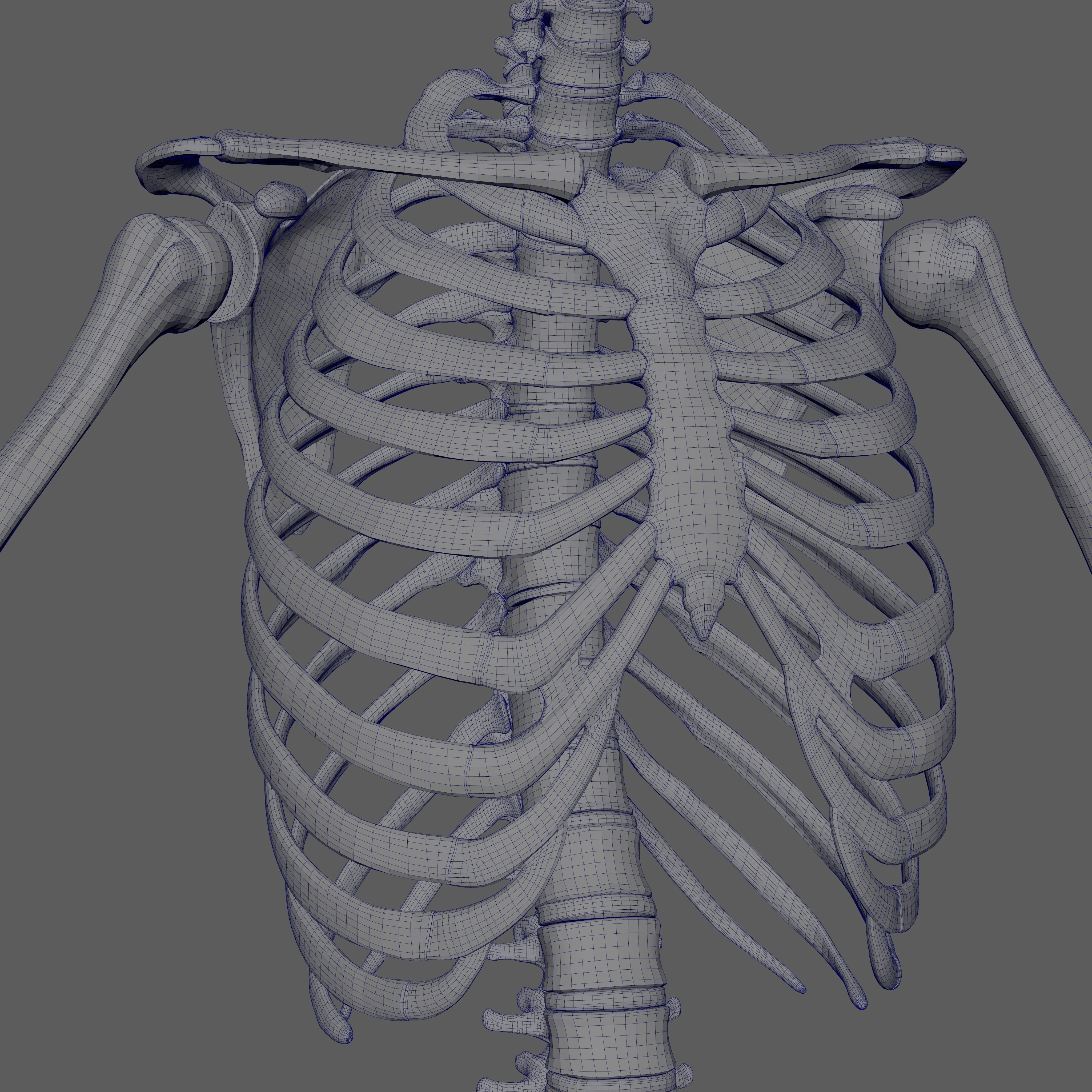 Skeleton Rigged - Skeleton Rig - Skeletal System Low-poly 3D model_99