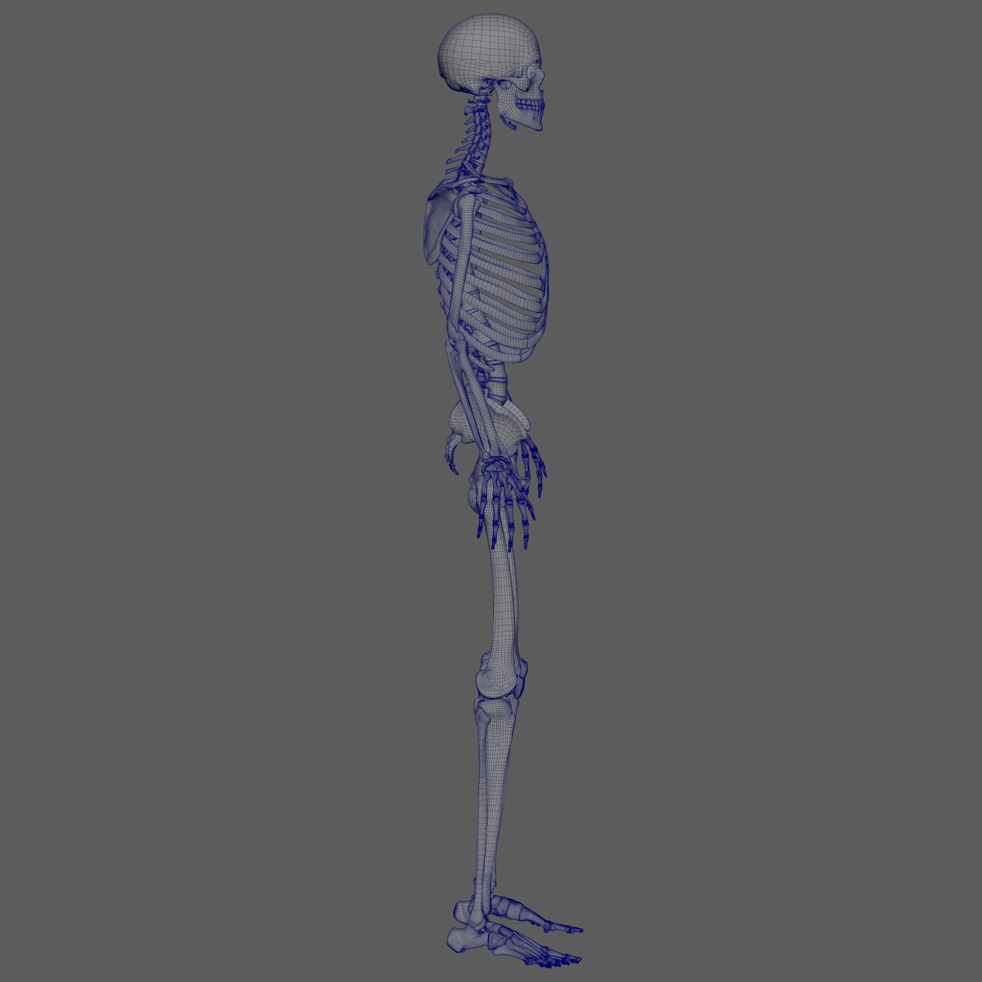 Skeleton Rigged - Skeleton Rig - Skeletal System Low-poly 3D model_66