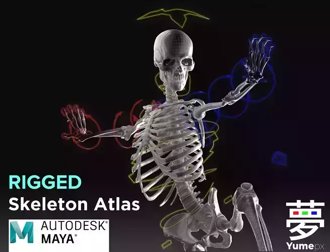 Skeleton Rigged - Skeleton Rig - Skeletal System Low-poly 3D model