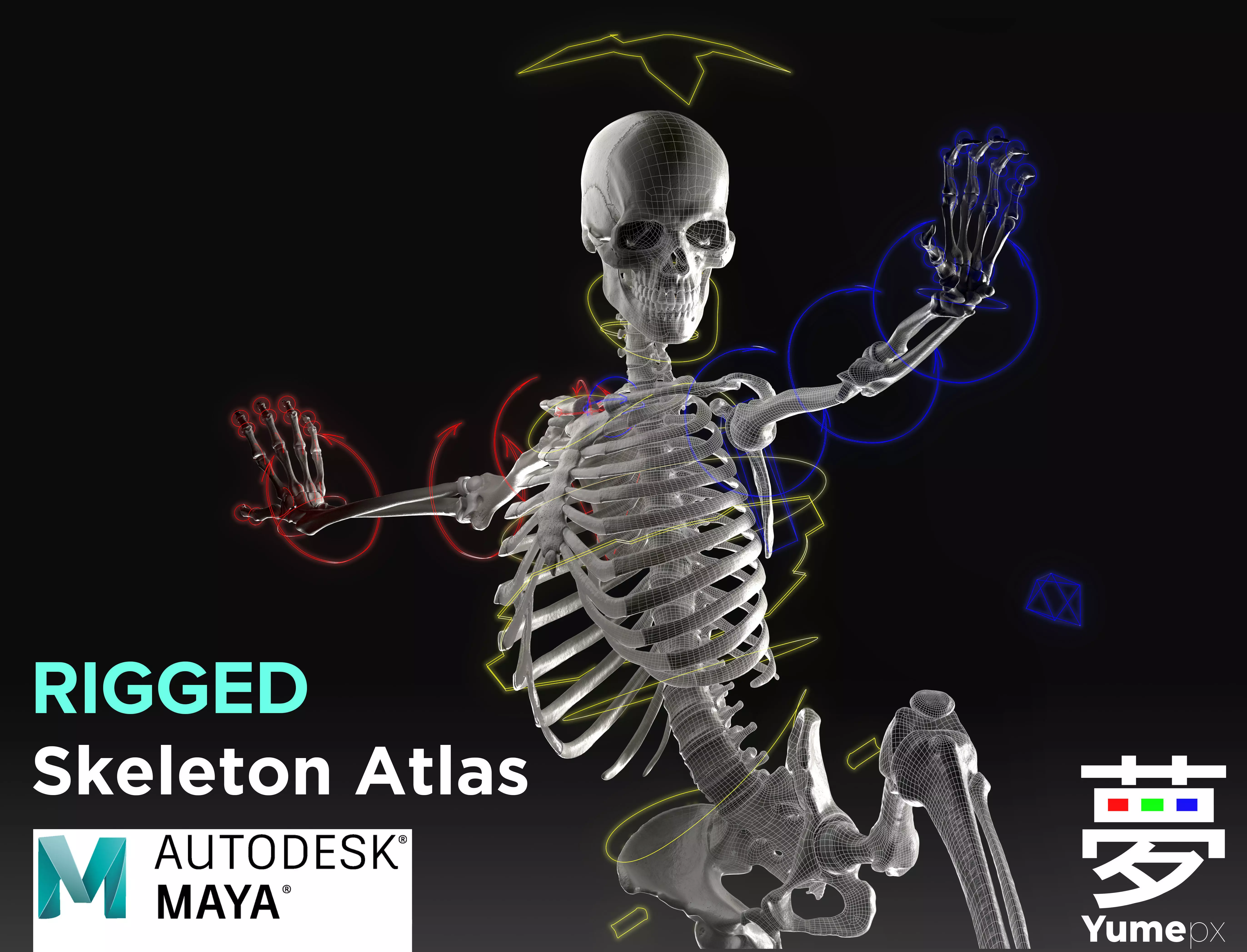 Skeleton Rigged - Skeleton Rig - Skeletal System Low-poly 3D model_0