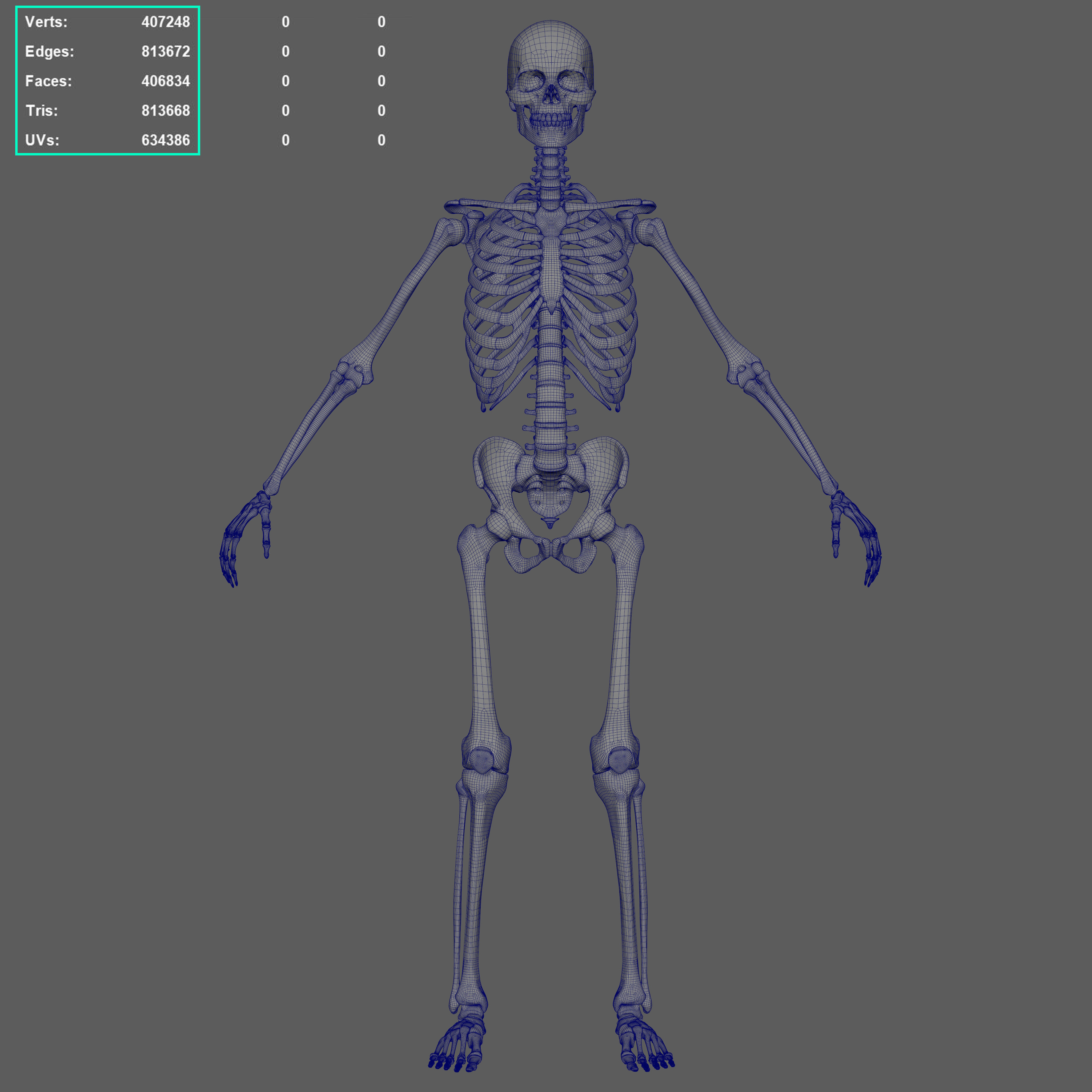 Skeleton Rigged - Skeleton Rig - Skeletal System Low-poly 3D model_64