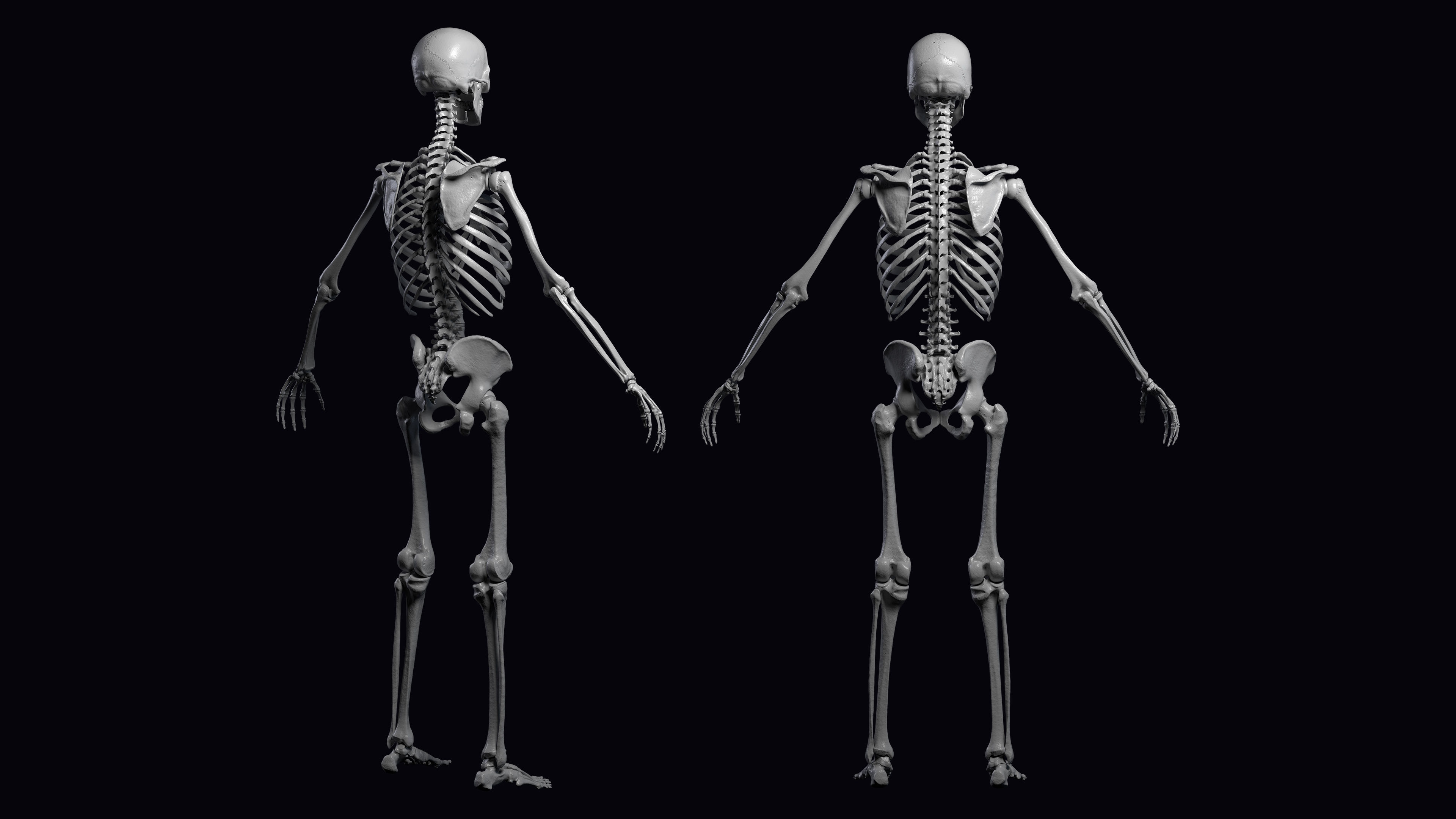 Skeleton Rigged - Skeleton Rig - Skeletal System Low-poly 3D model_25