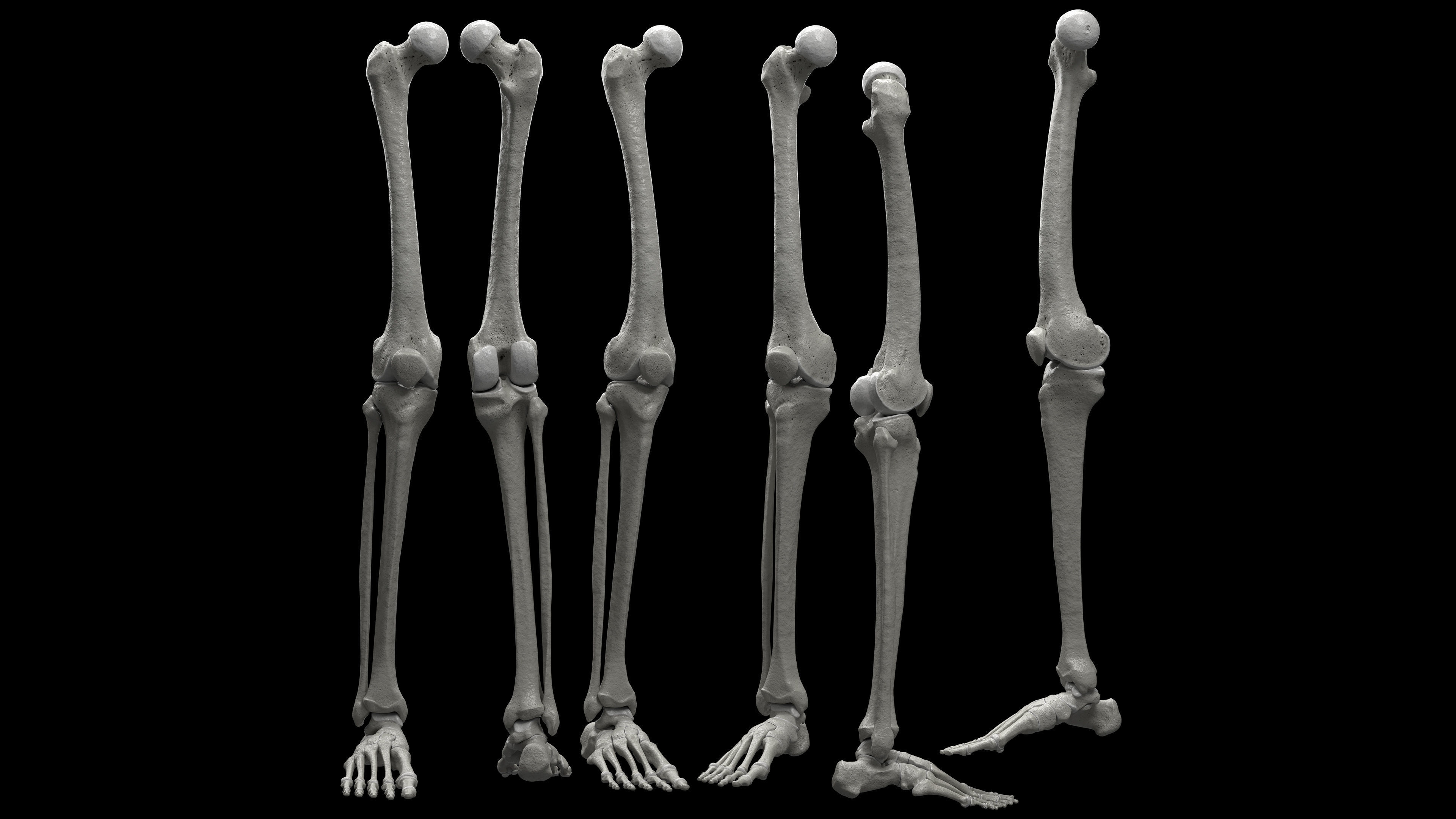 Skeleton Rigged - Skeleton Rig - Skeletal System Low-poly 3D model_46