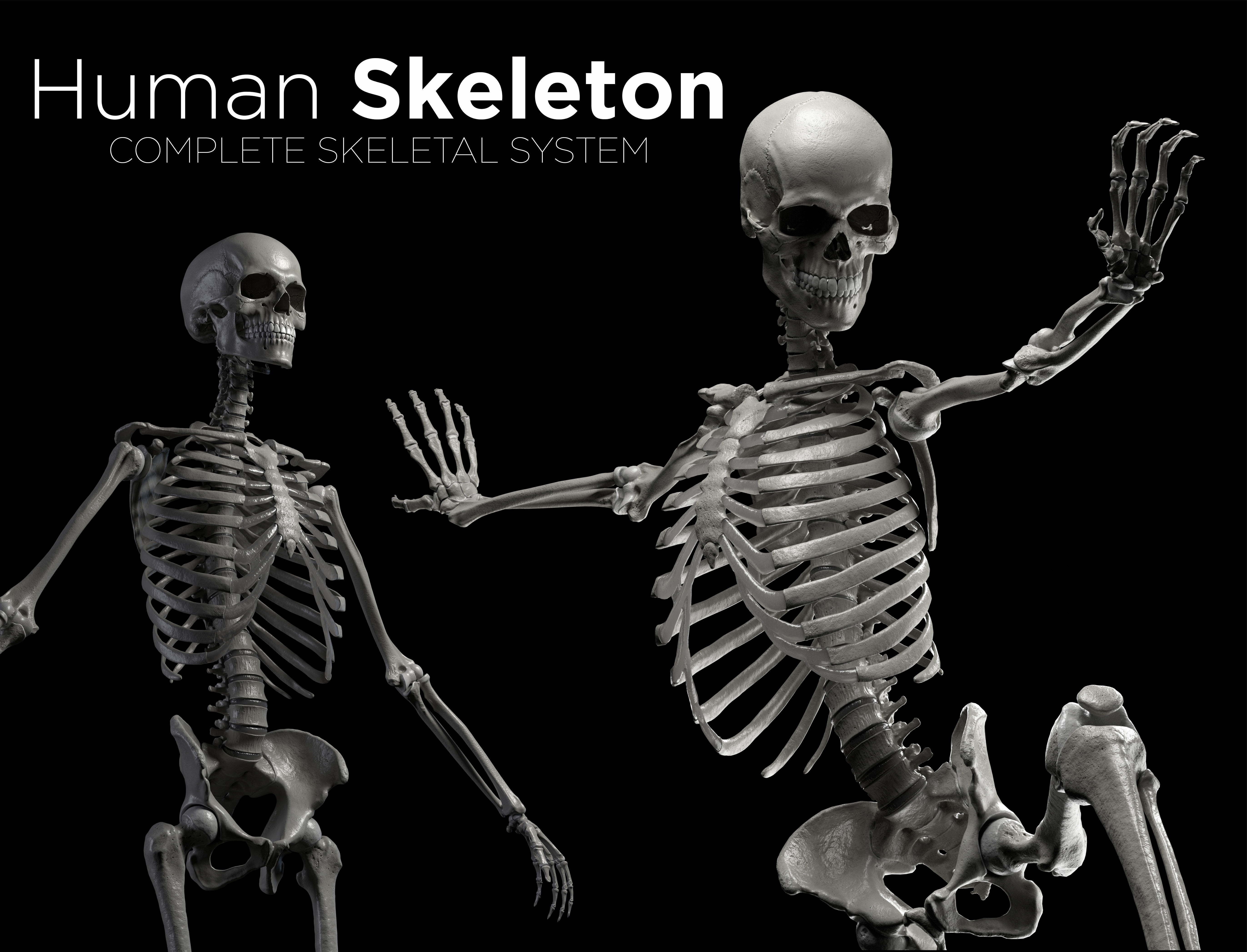 Skeleton Rigged - Skeleton Rig - Skeletal System Low-poly 3D model_12