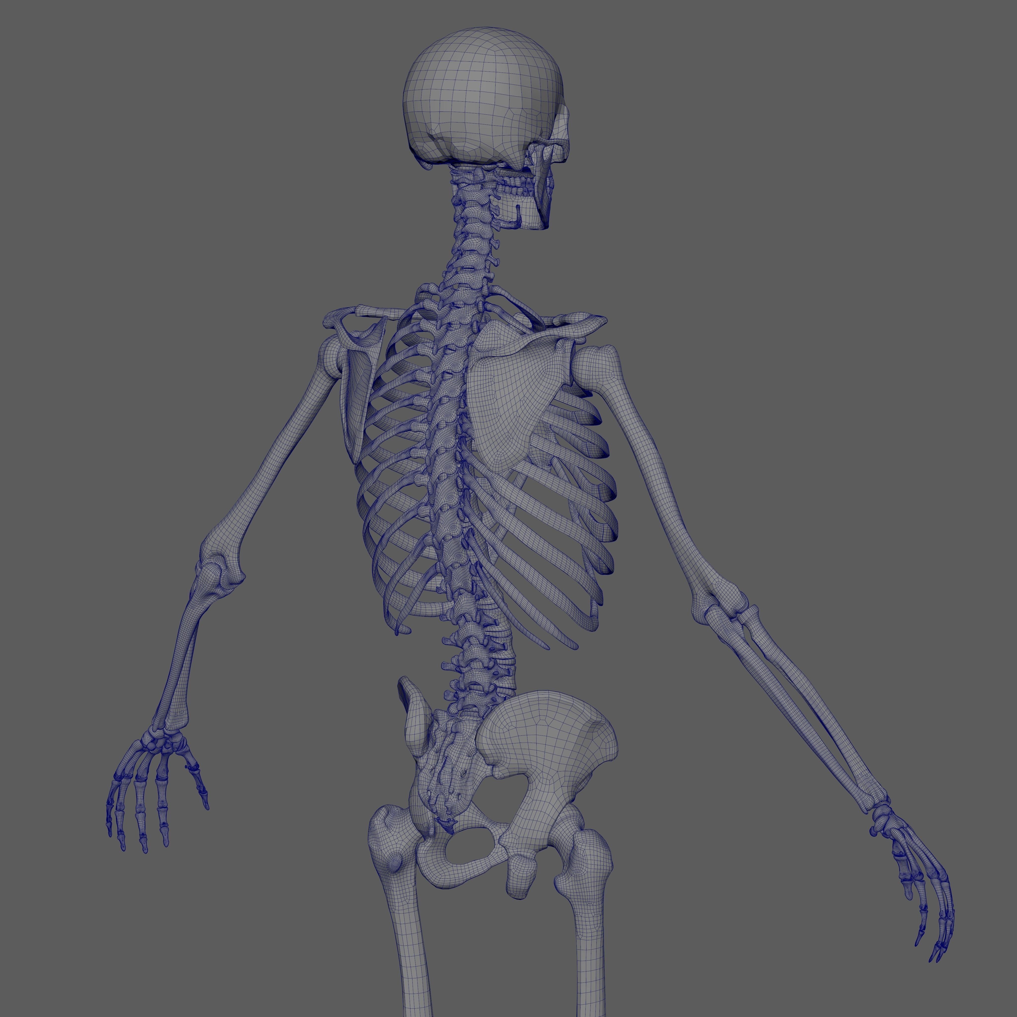 Skeleton Rigged - Skeleton Rig - Skeletal System Low-poly 3D model_72