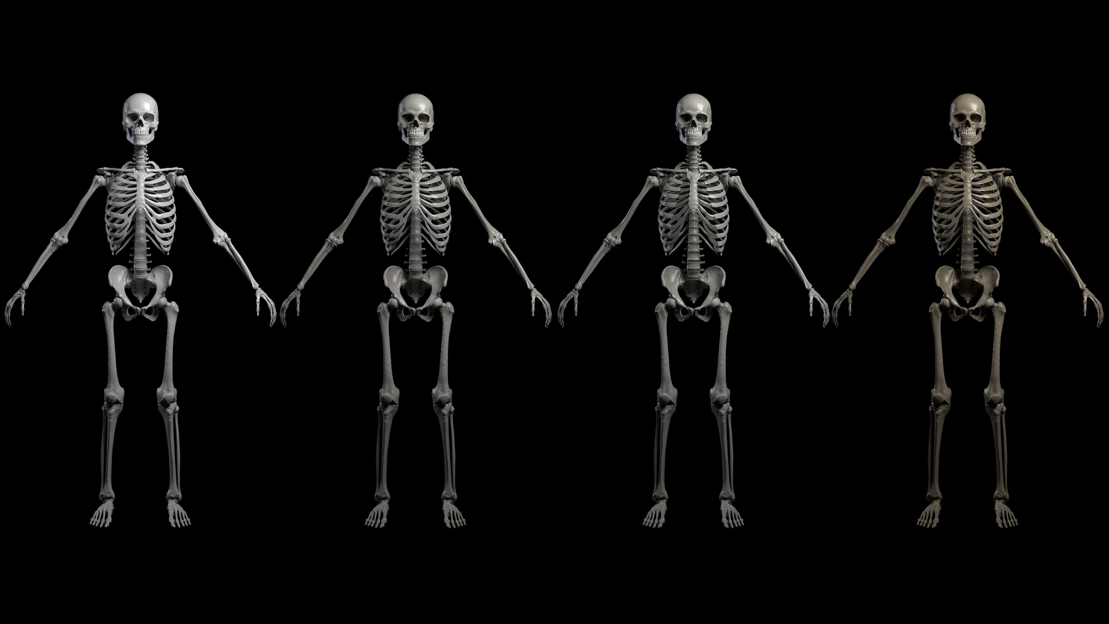Skeleton Rigged - Skeleton Rig - Skeletal System Low-poly 3D model_19