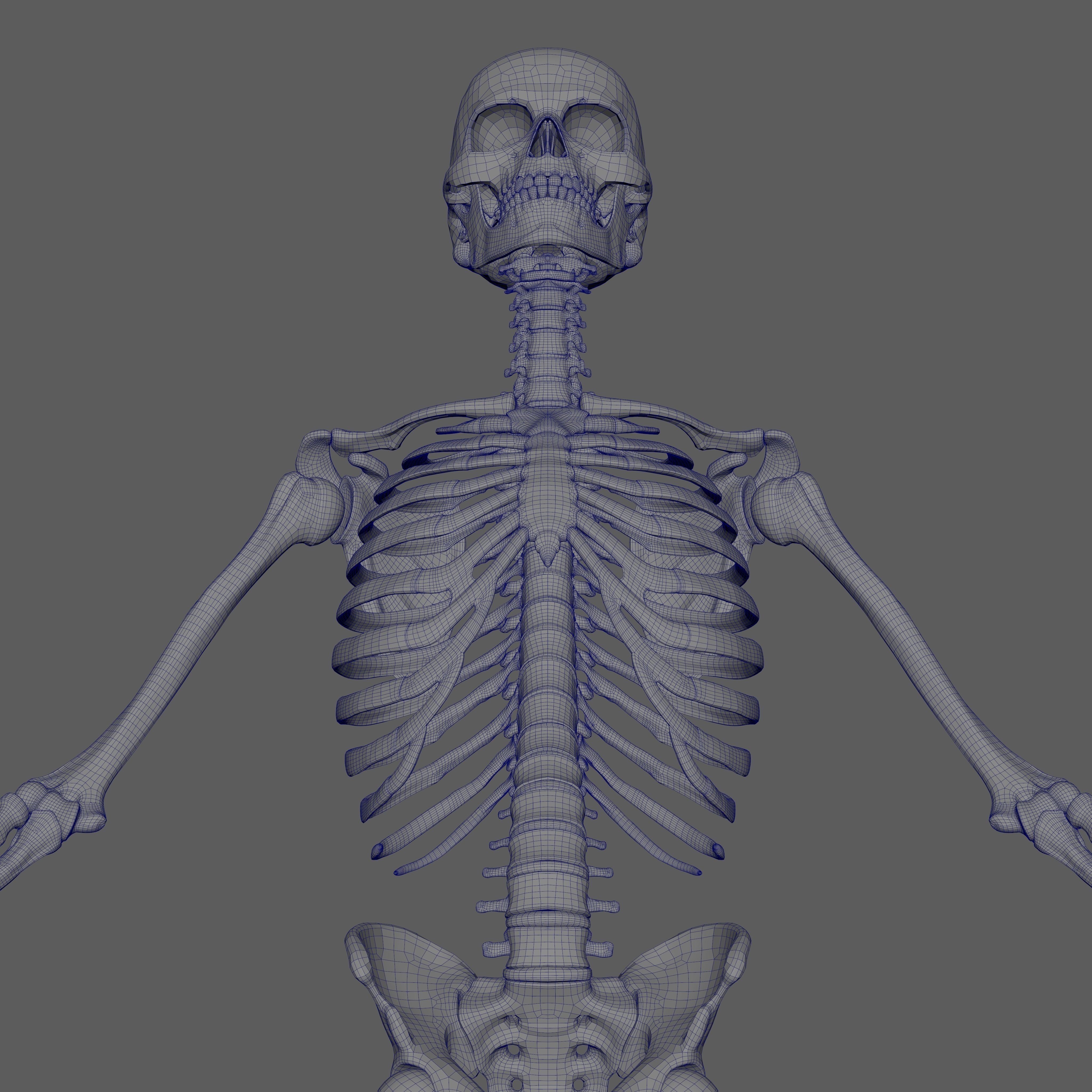 Skeleton Rigged - Skeleton Rig - Skeletal System Low-poly 3D model_77