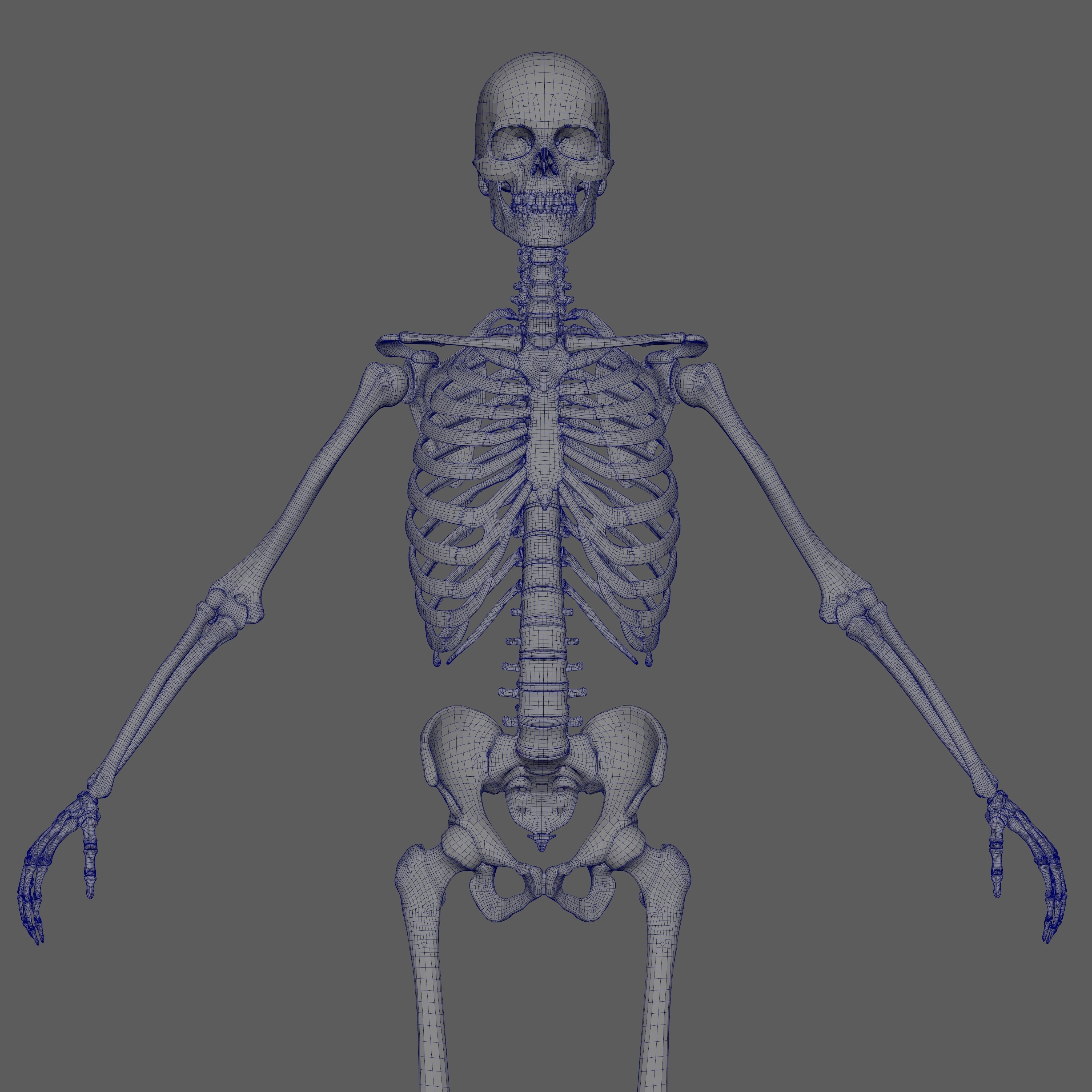 Skeleton Rigged - Skeleton Rig - Skeletal System Low-poly 3D model_69