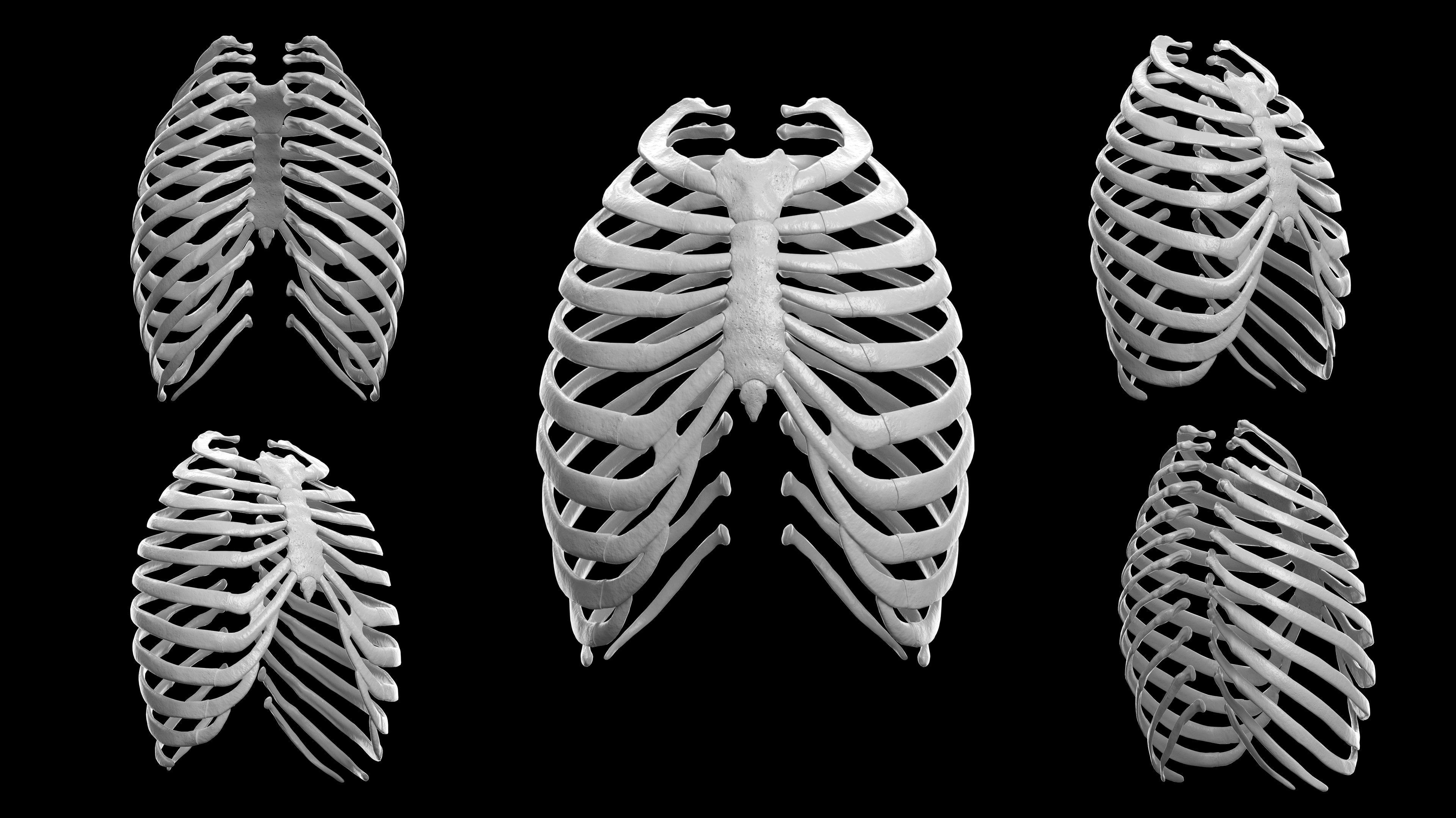 Skeleton Rigged - Skeleton Rig - Skeletal System Low-poly 3D model_51