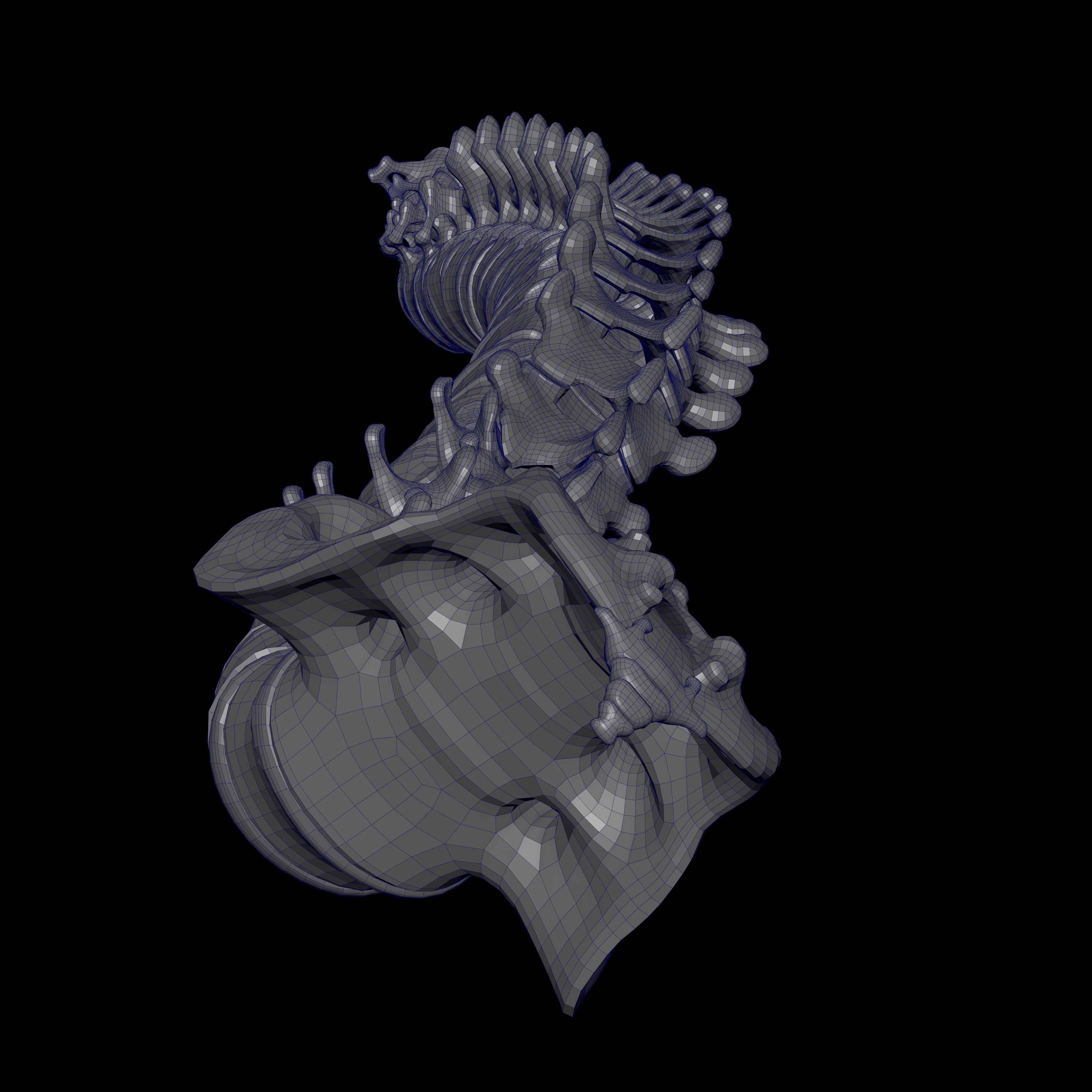 Skeleton Rigged - Skeleton Rig - Skeletal System Low-poly 3D model_111