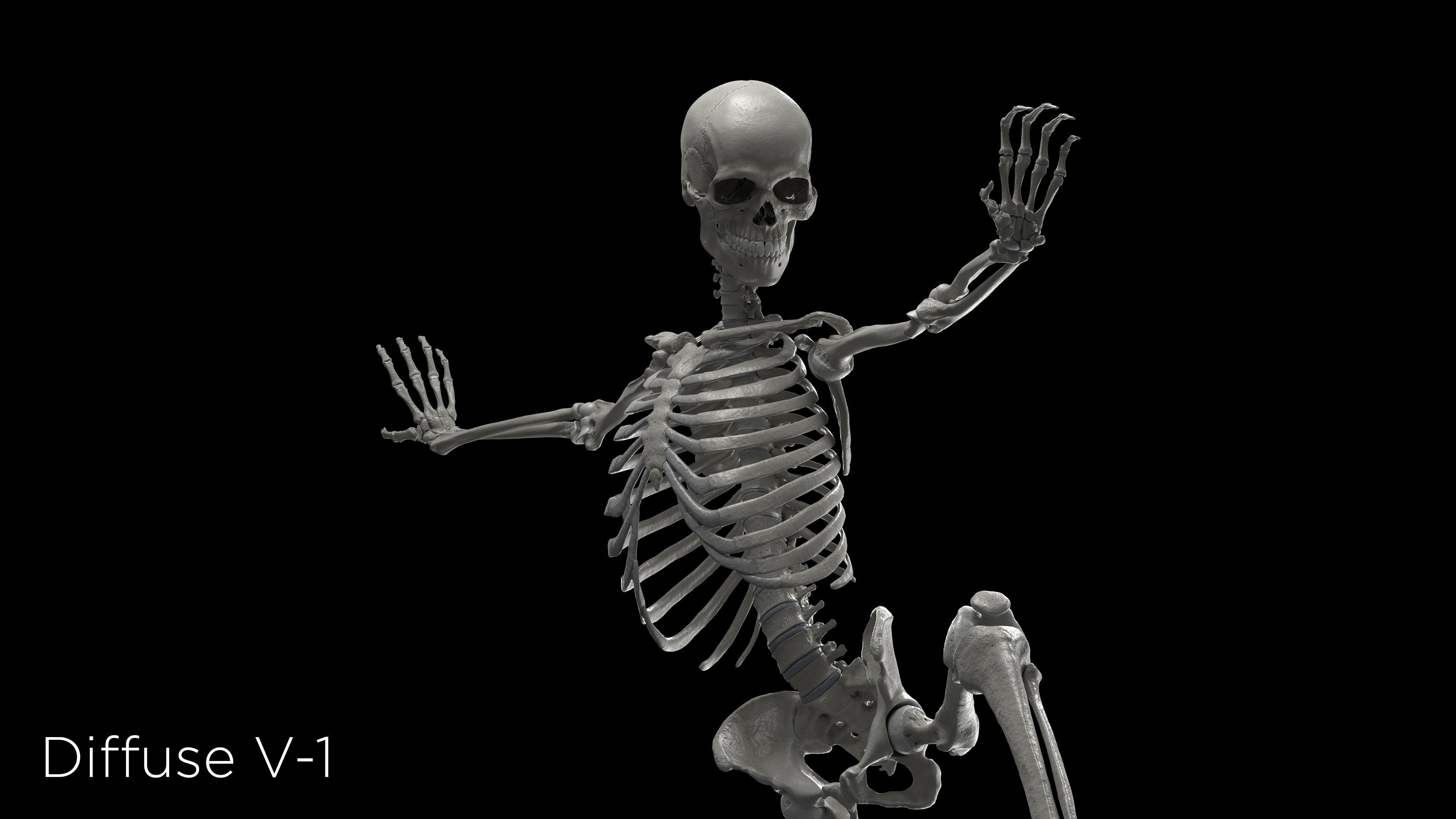 Skeleton Rigged - Skeleton Rig - Skeletal System Low-poly 3D model_15