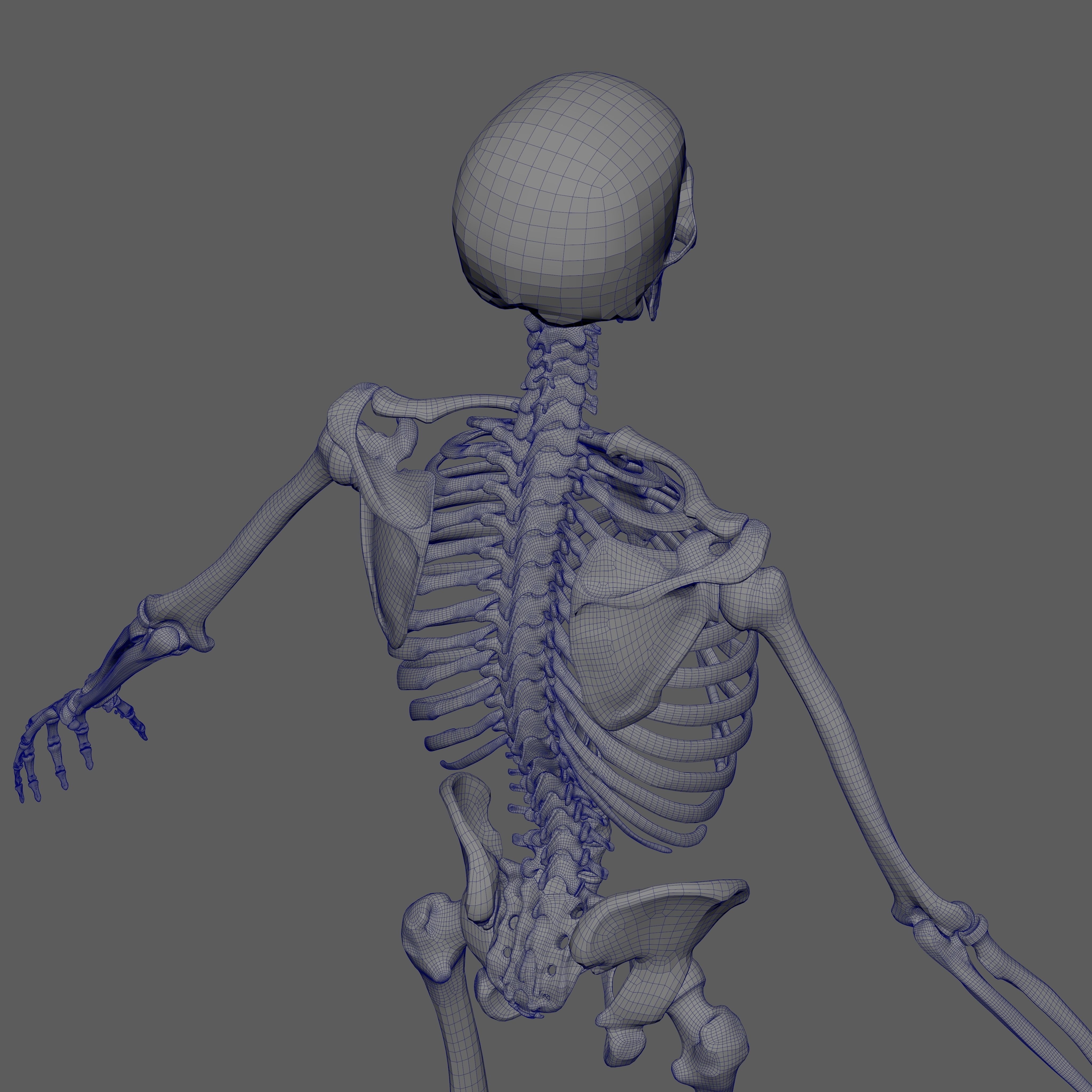 Skeleton Rigged - Skeleton Rig - Skeletal System Low-poly 3D model_75