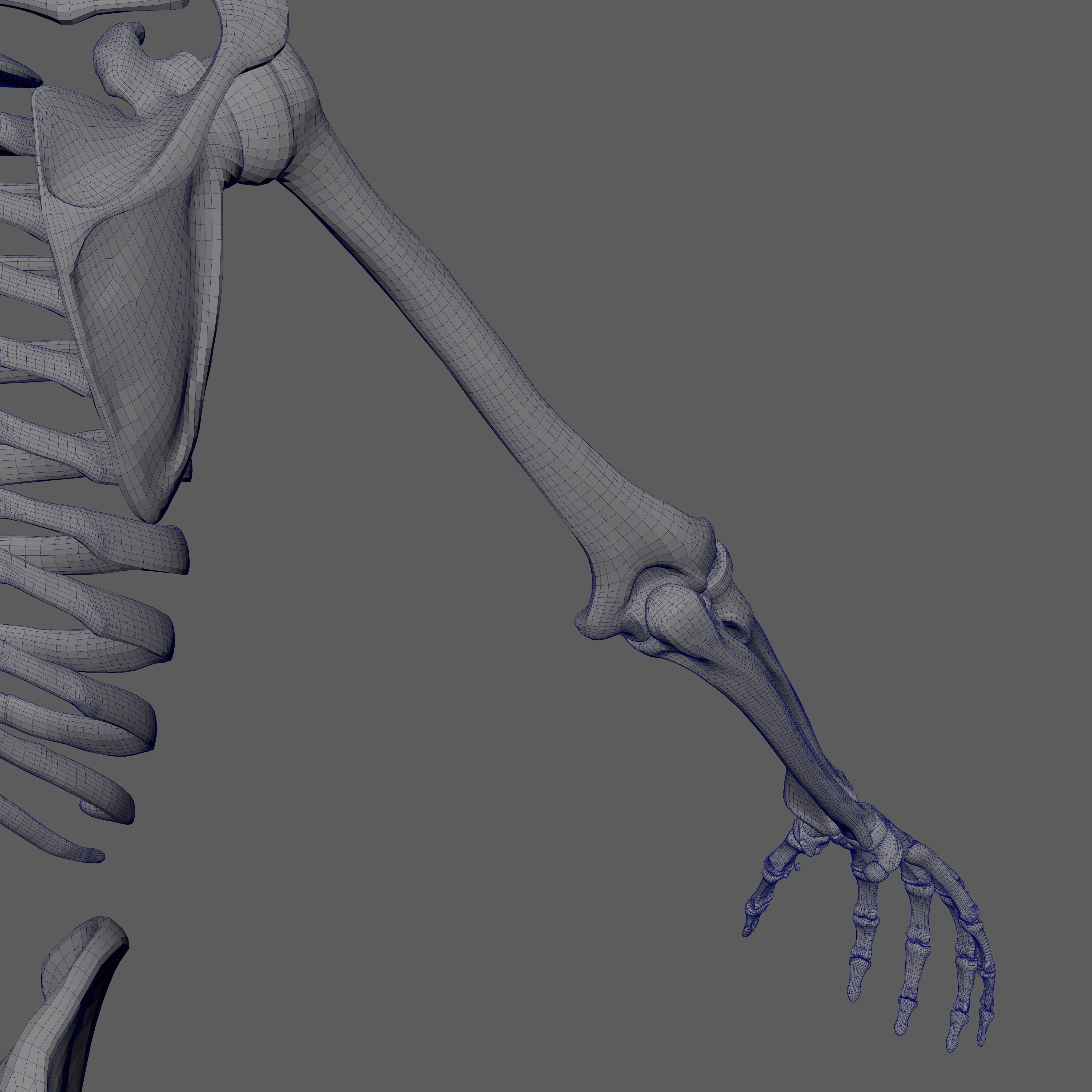 Skeleton Rigged - Skeleton Rig - Skeletal System Low-poly 3D model_87