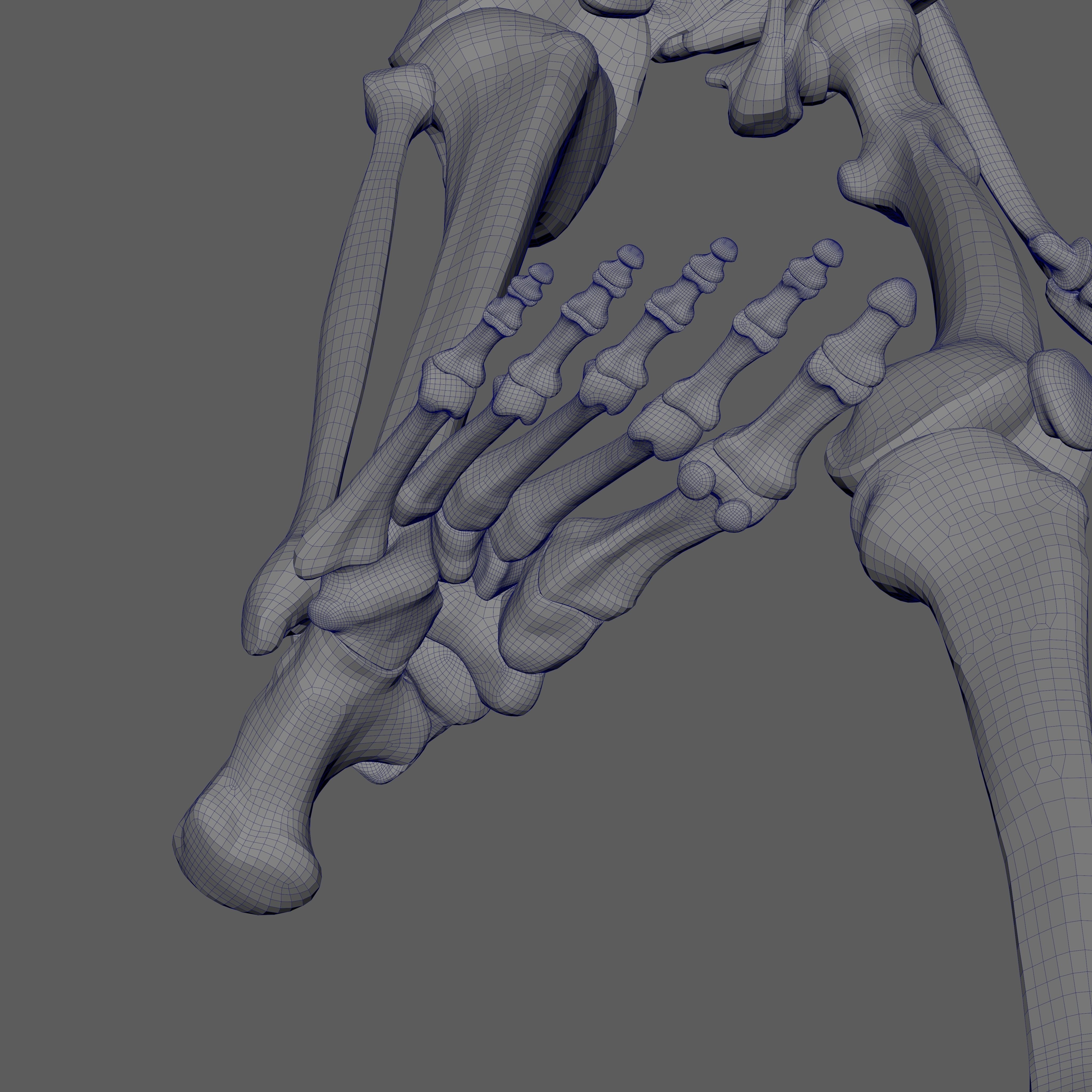 Skeleton Rigged - Skeleton Rig - Skeletal System Low-poly 3D model_91