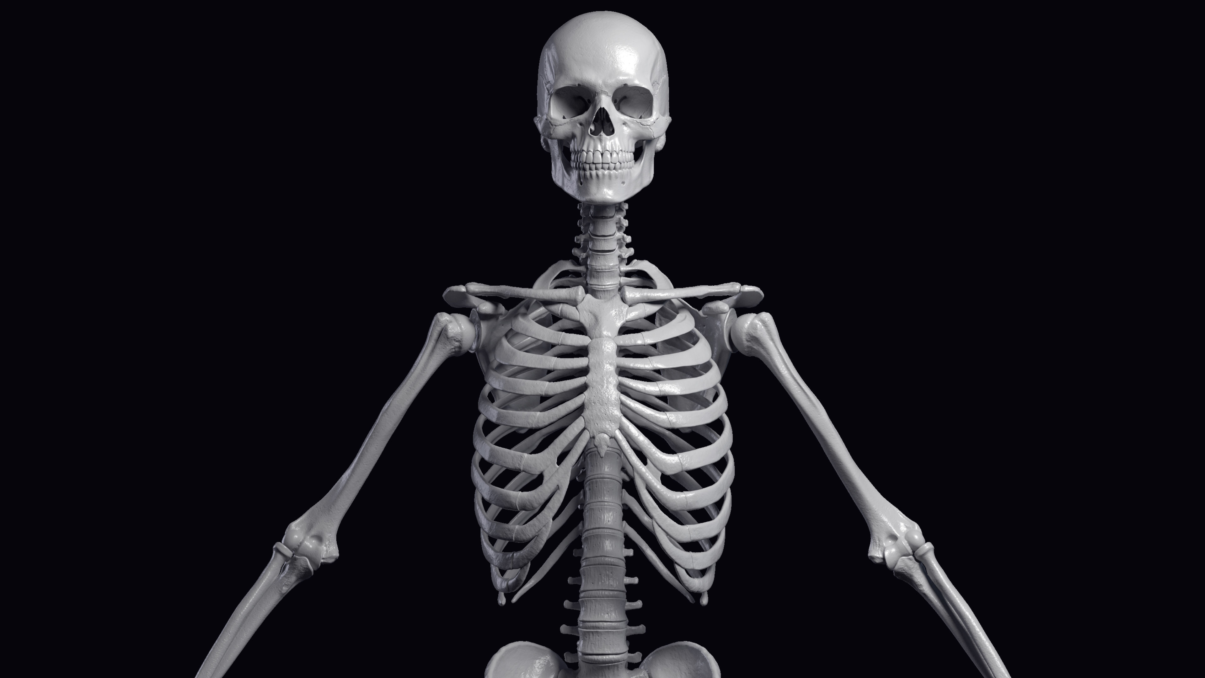 Skeleton Rigged - Skeleton Rig - Skeletal System Low-poly 3D model_26