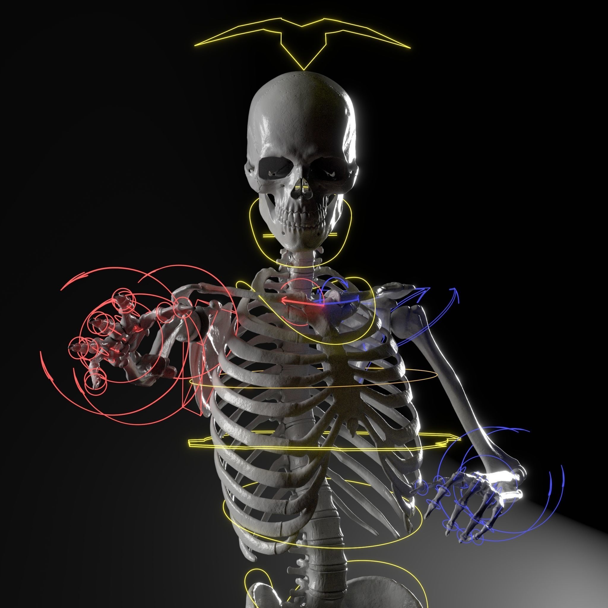 Skeleton Rigged - Skeleton Rig - Skeletal System Low-poly 3D model_11