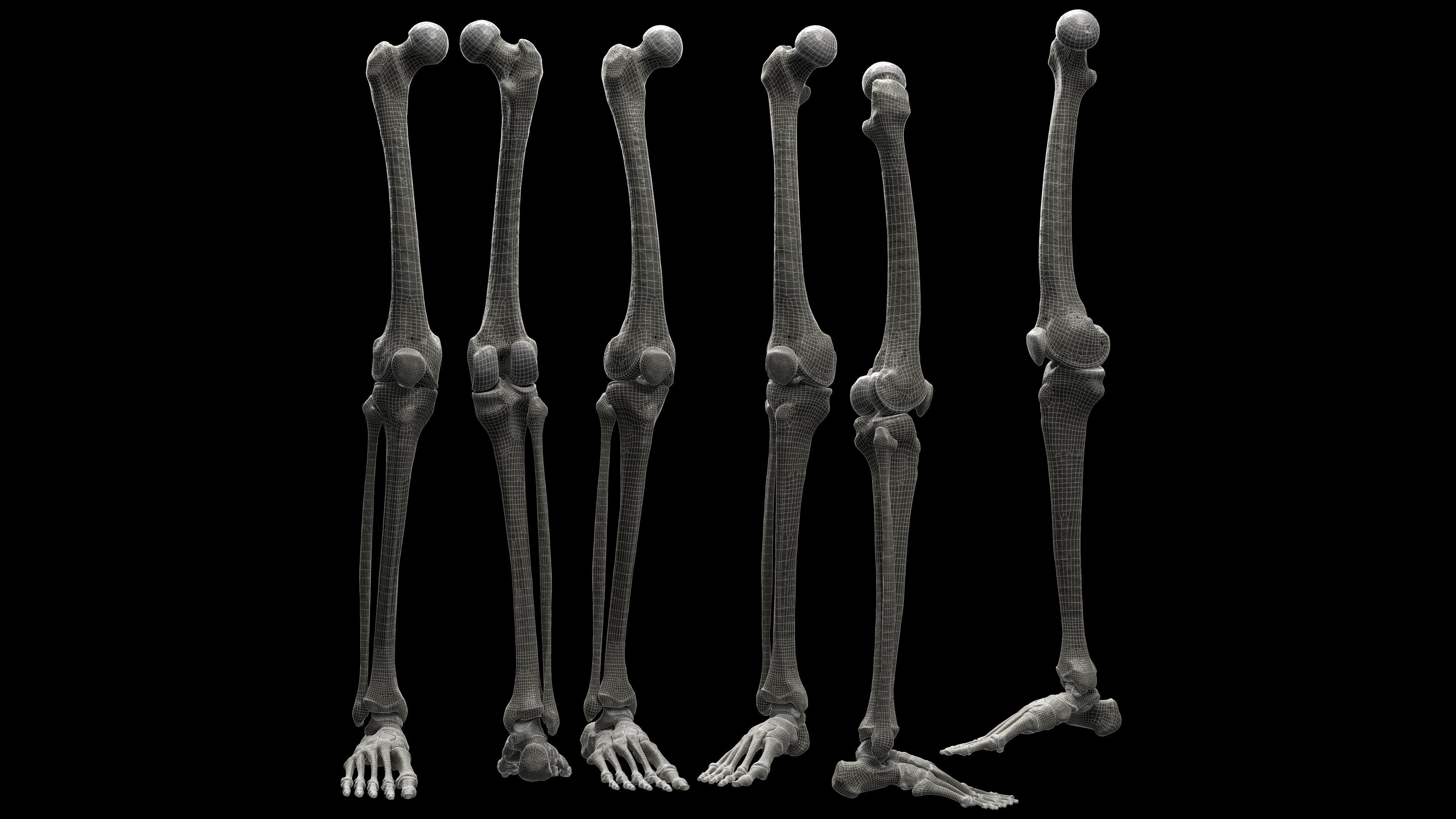 Skeleton Rigged - Skeleton Rig - Skeletal System Low-poly 3D model_47