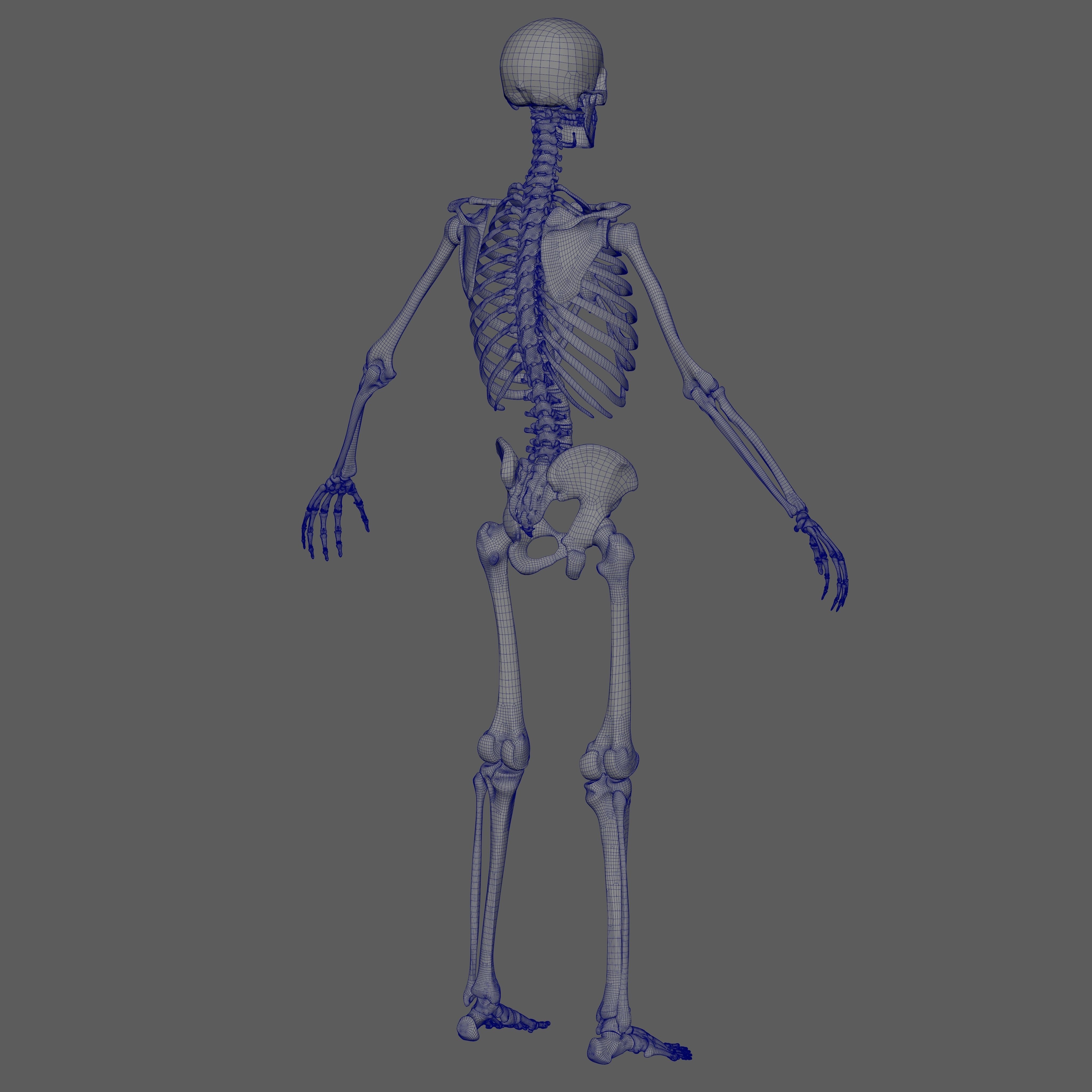 Skeleton Rigged - Skeleton Rig - Skeletal System Low-poly 3D model_67