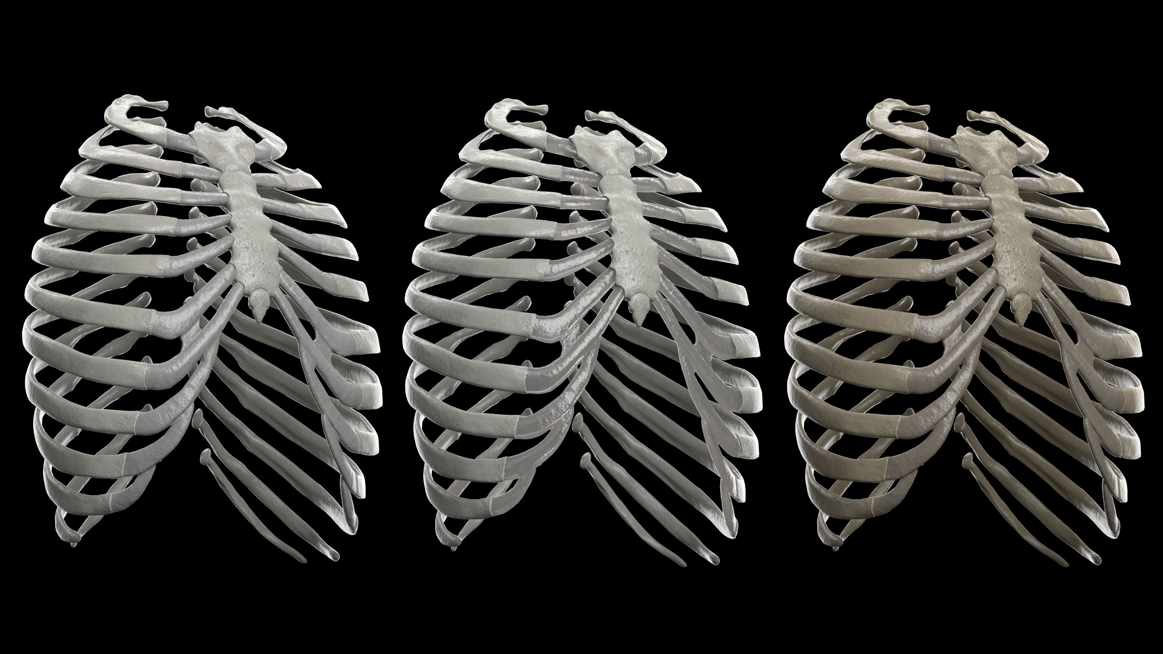 Skeleton Rigged - Skeleton Rig - Skeletal System Low-poly 3D model_53