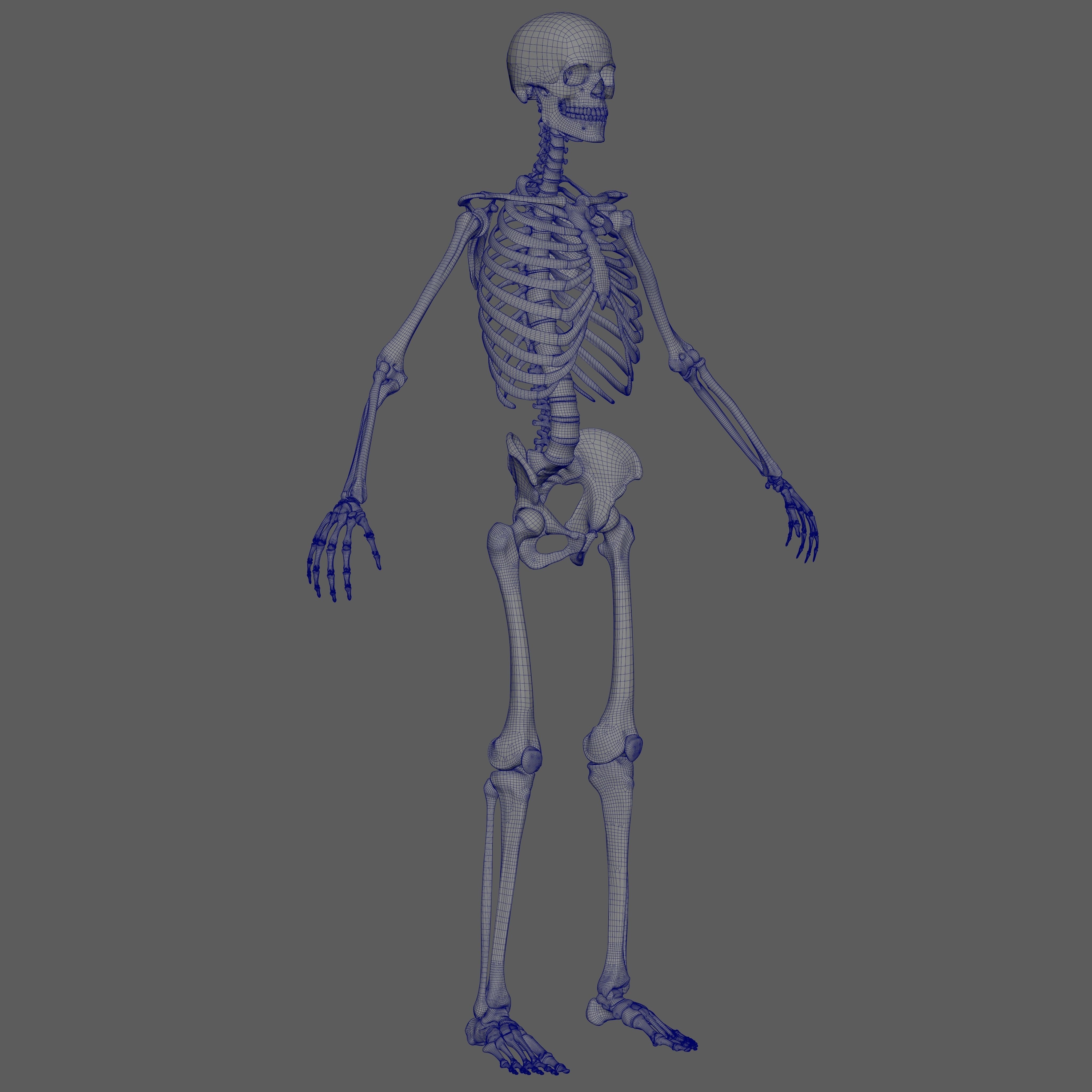 Skeleton Rigged - Skeleton Rig - Skeletal System Low-poly 3D model_65