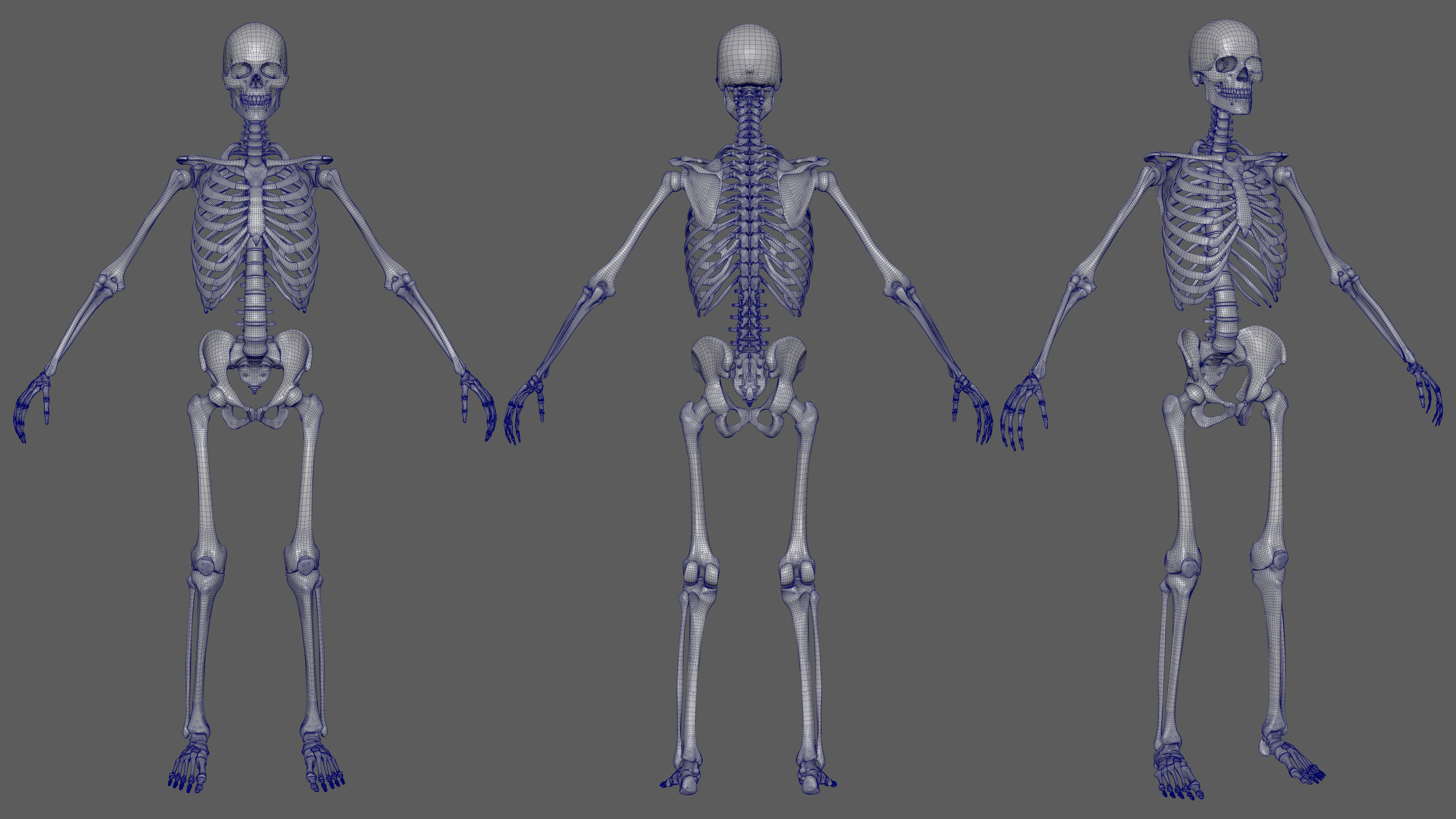 Skeleton Rigged - Skeleton Rig - Skeletal System Low-poly 3D model_100