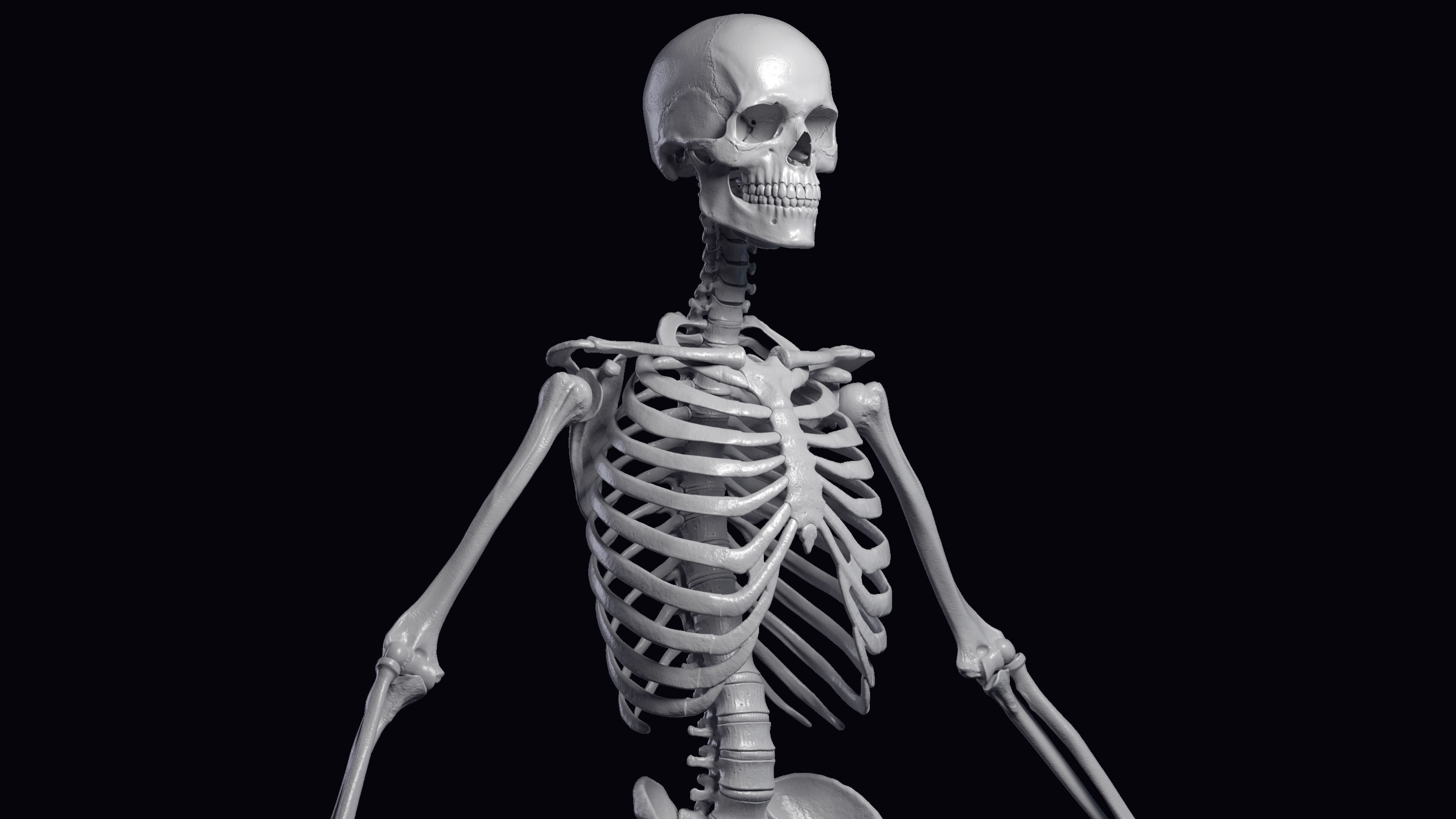 Skeleton Rigged - Skeleton Rig - Skeletal System Low-poly 3D model_27