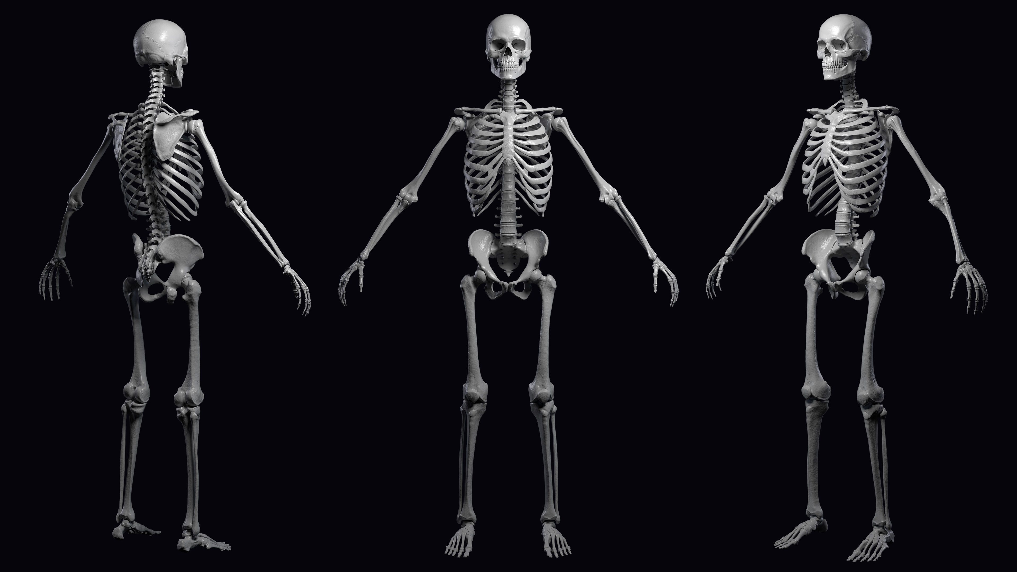 Skeleton Rigged - Skeleton Rig - Skeletal System Low-poly 3D model_24