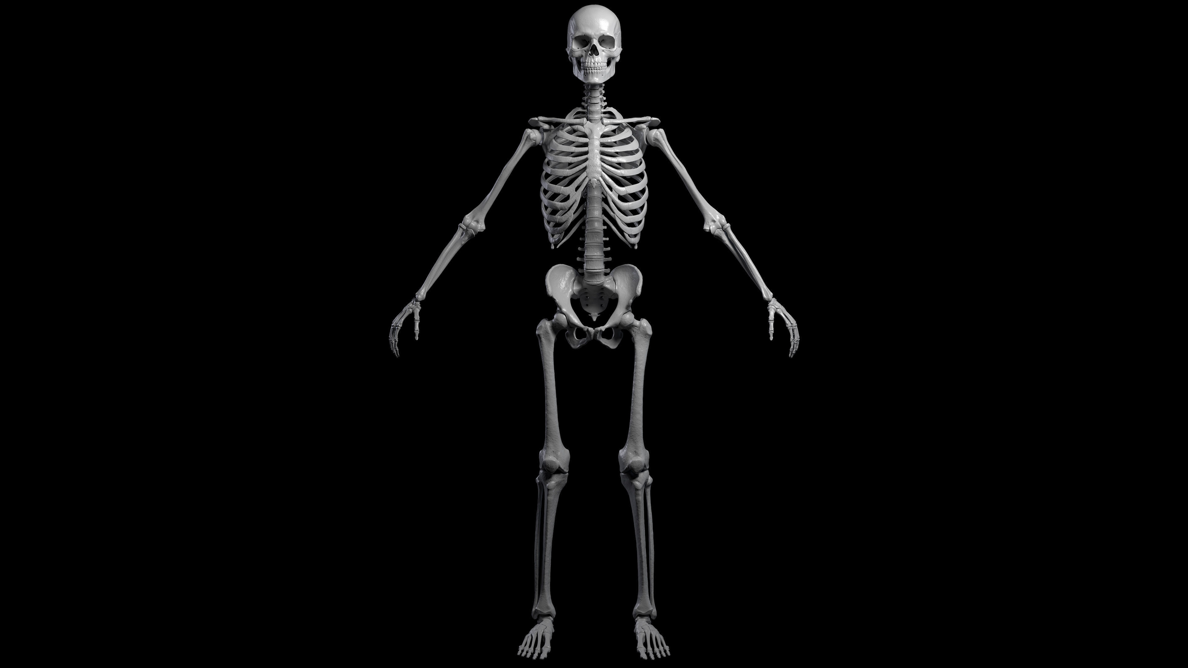 Skeleton Rigged - Skeleton Rig - Skeletal System Low-poly 3D model_20