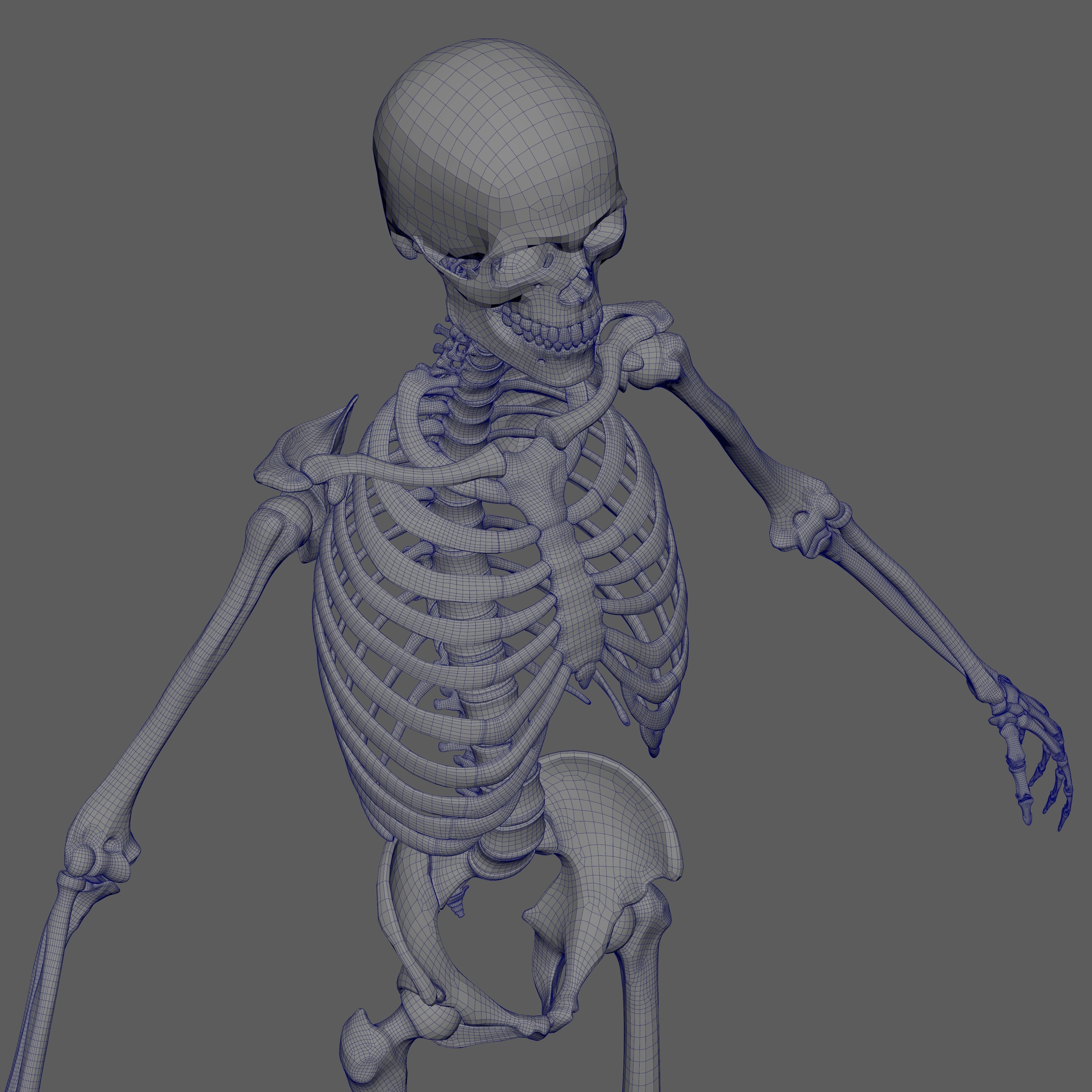 Skeleton Rigged - Skeleton Rig - Skeletal System Low-poly 3D model_74