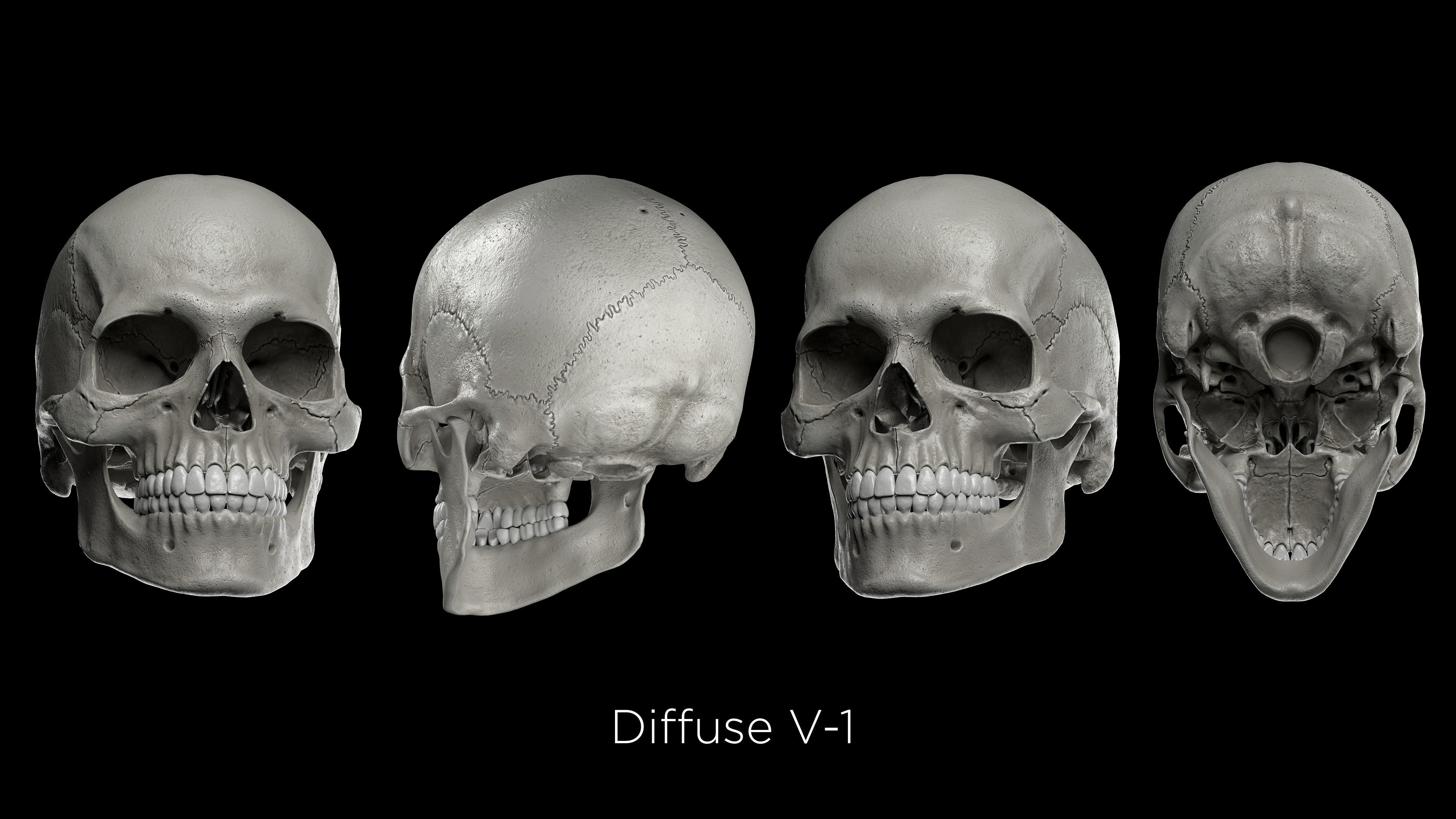 Skeleton Rigged - Skeleton Rig - Skeletal System Low-poly 3D model_34