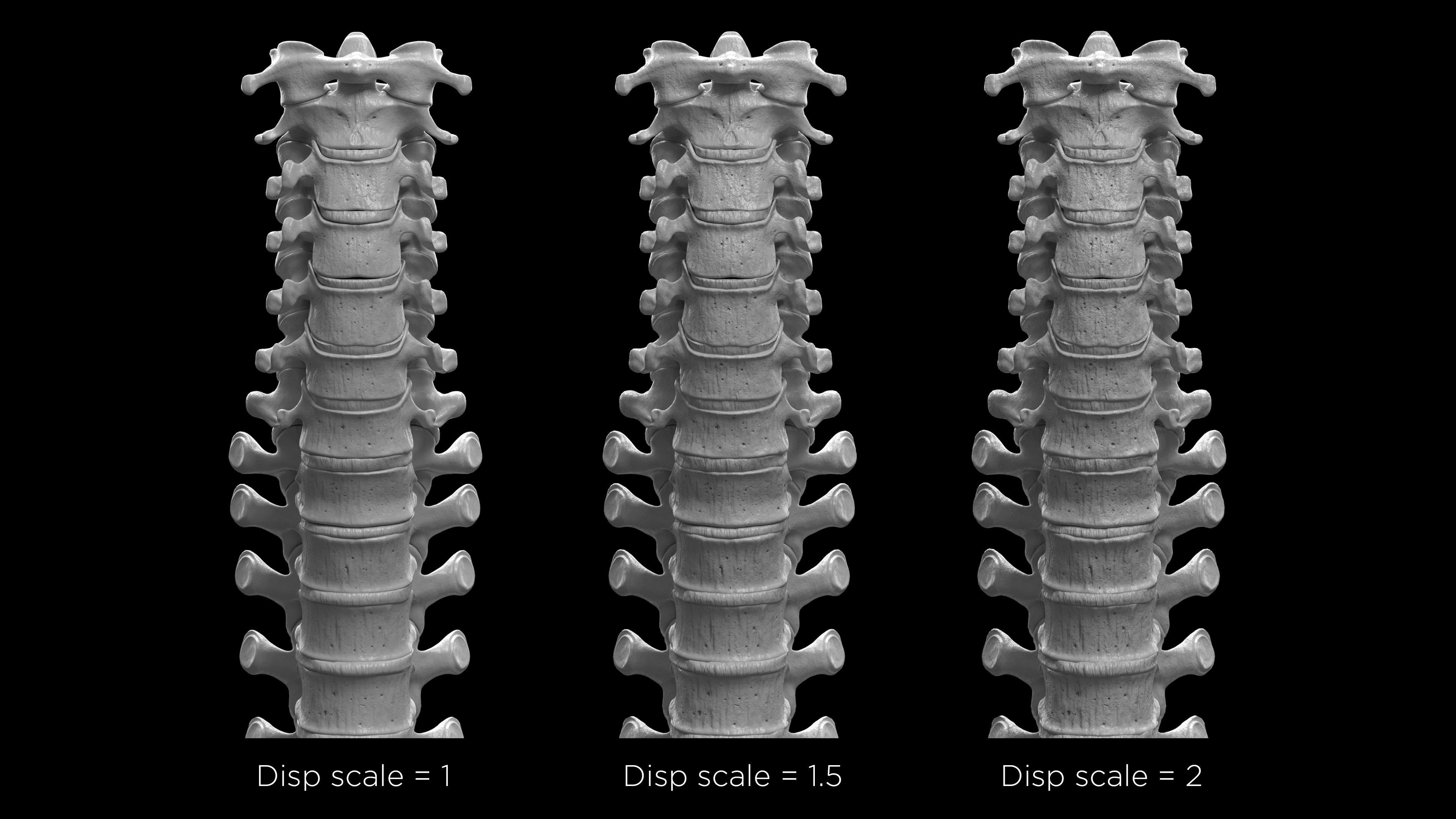 Skeleton Rigged - Skeleton Rig - Skeletal System Low-poly 3D model_59
