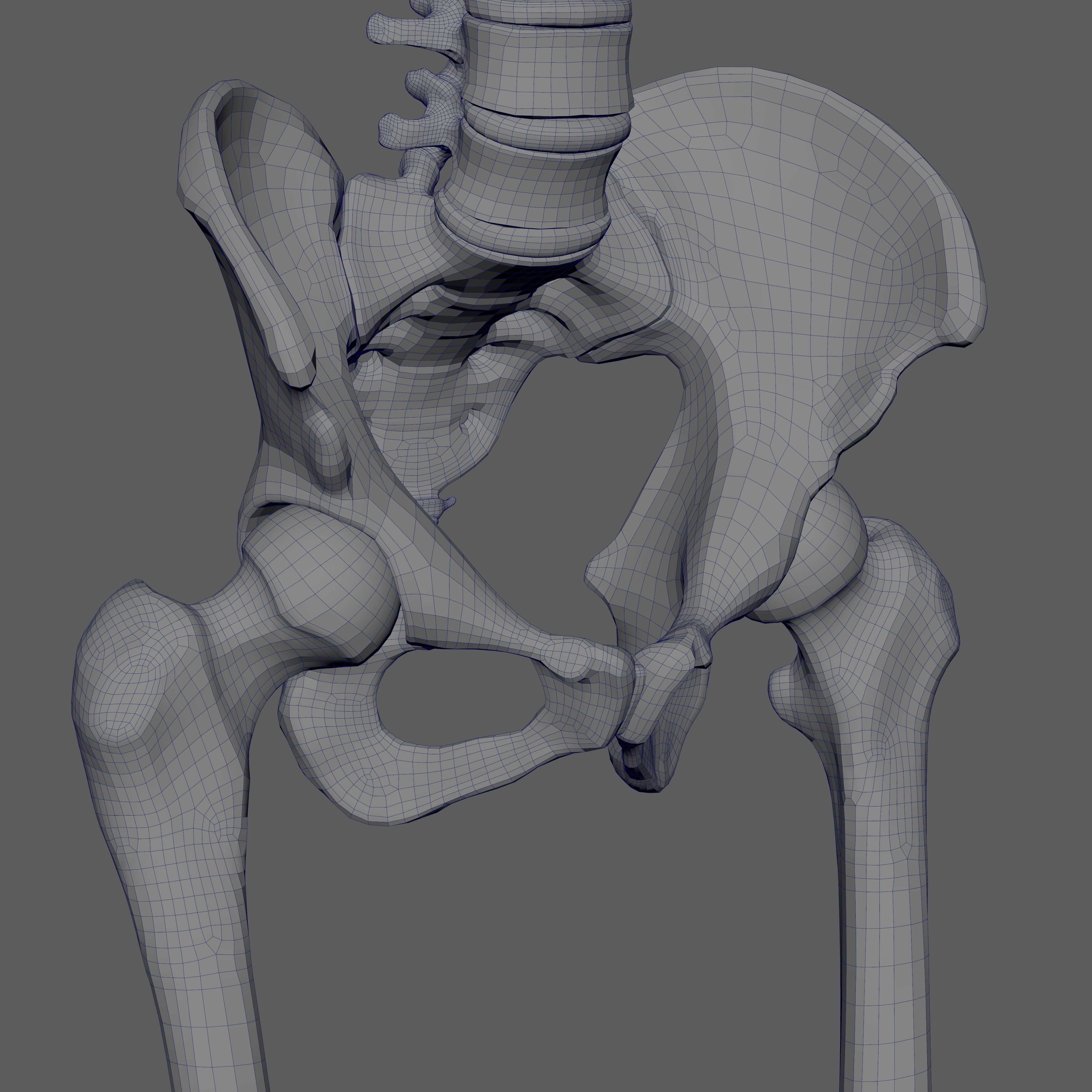 Skeleton Rigged - Skeleton Rig - Skeletal System Low-poly 3D model_92