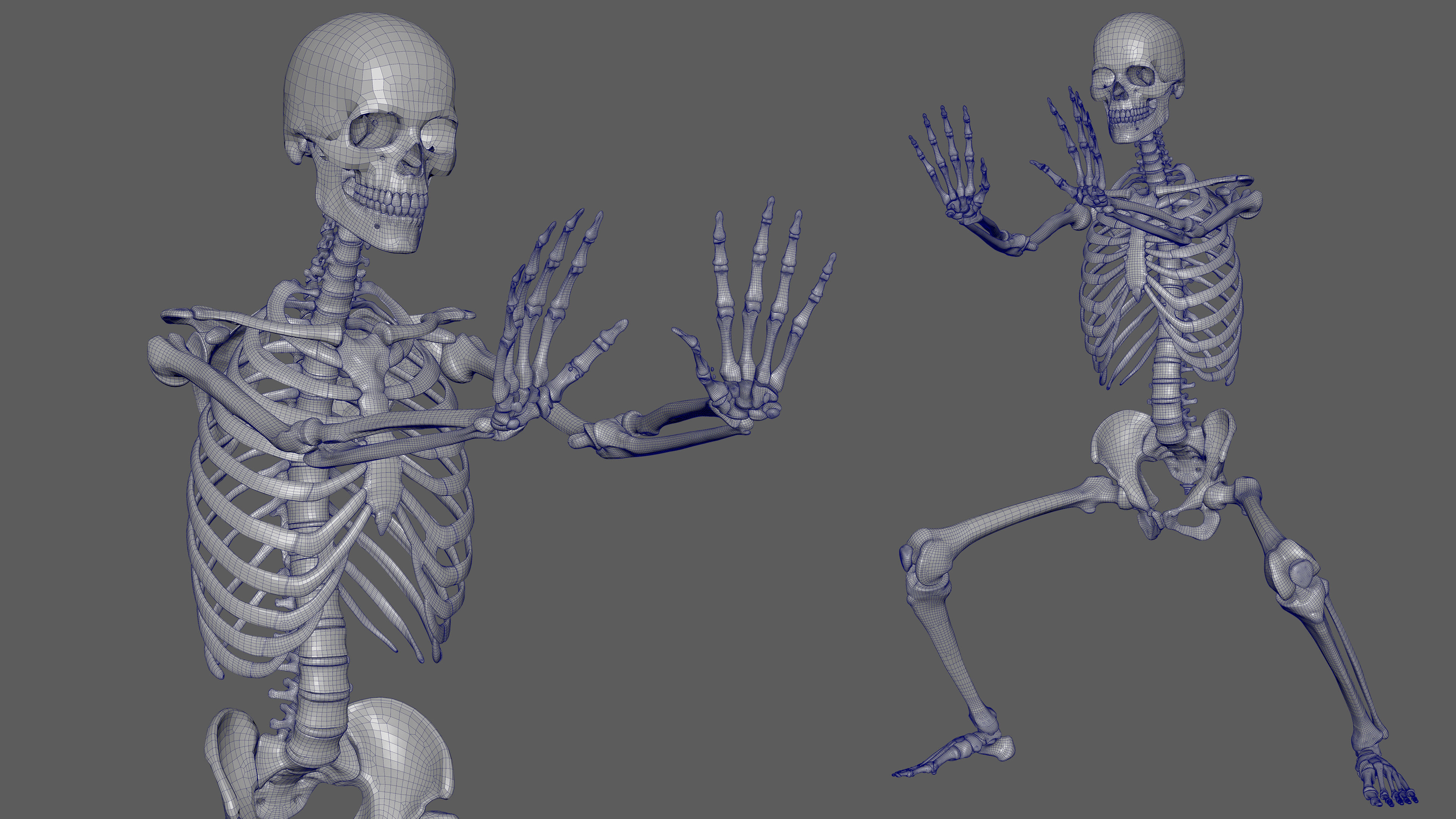 Skeleton Rigged - Skeleton Rig - Skeletal System Low-poly 3D model_102