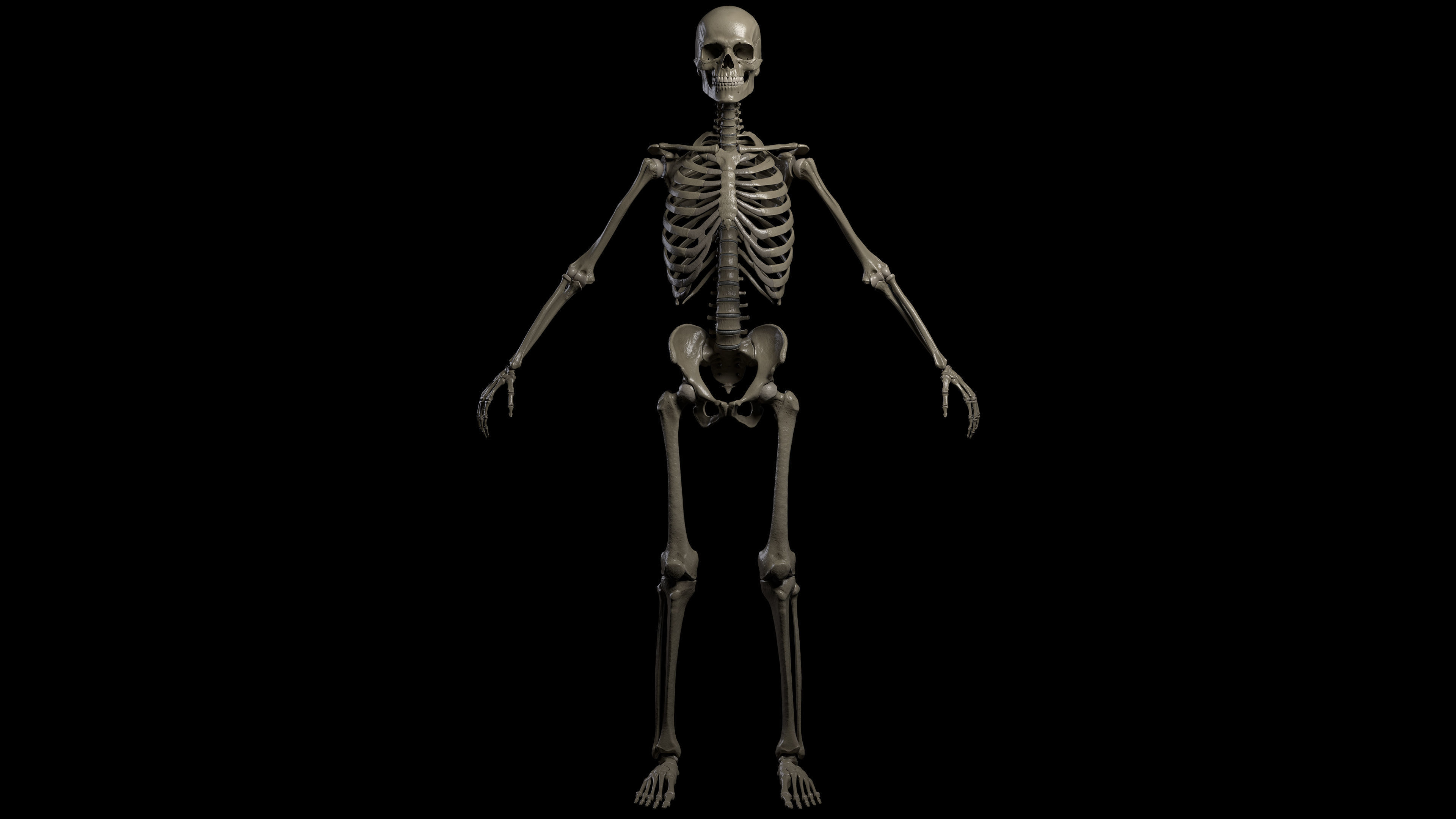Skeleton Rigged - Skeleton Rig - Skeletal System Low-poly 3D model_23