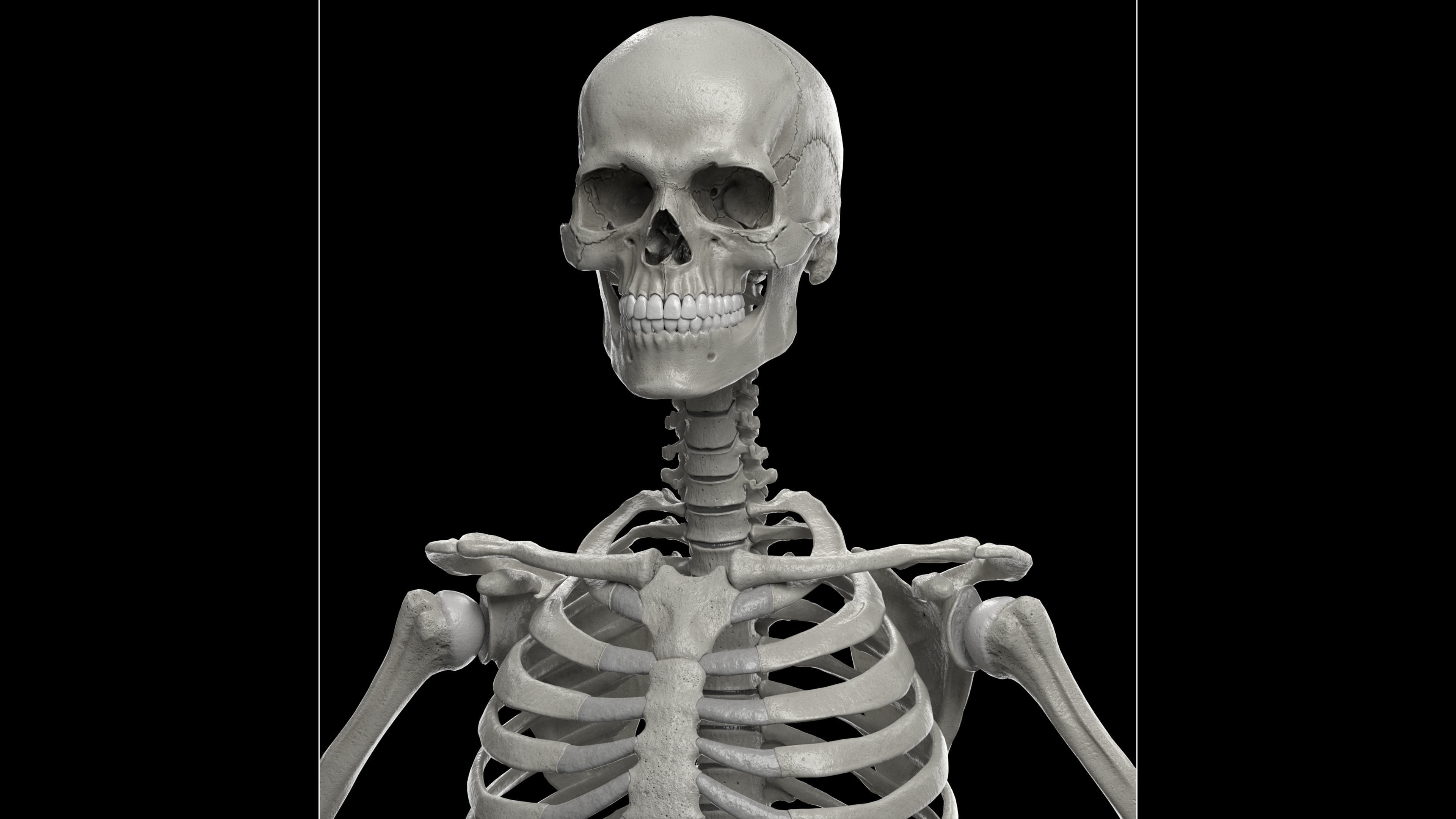Skeleton Rigged - Skeleton Rig - Skeletal System Low-poly 3D model_30