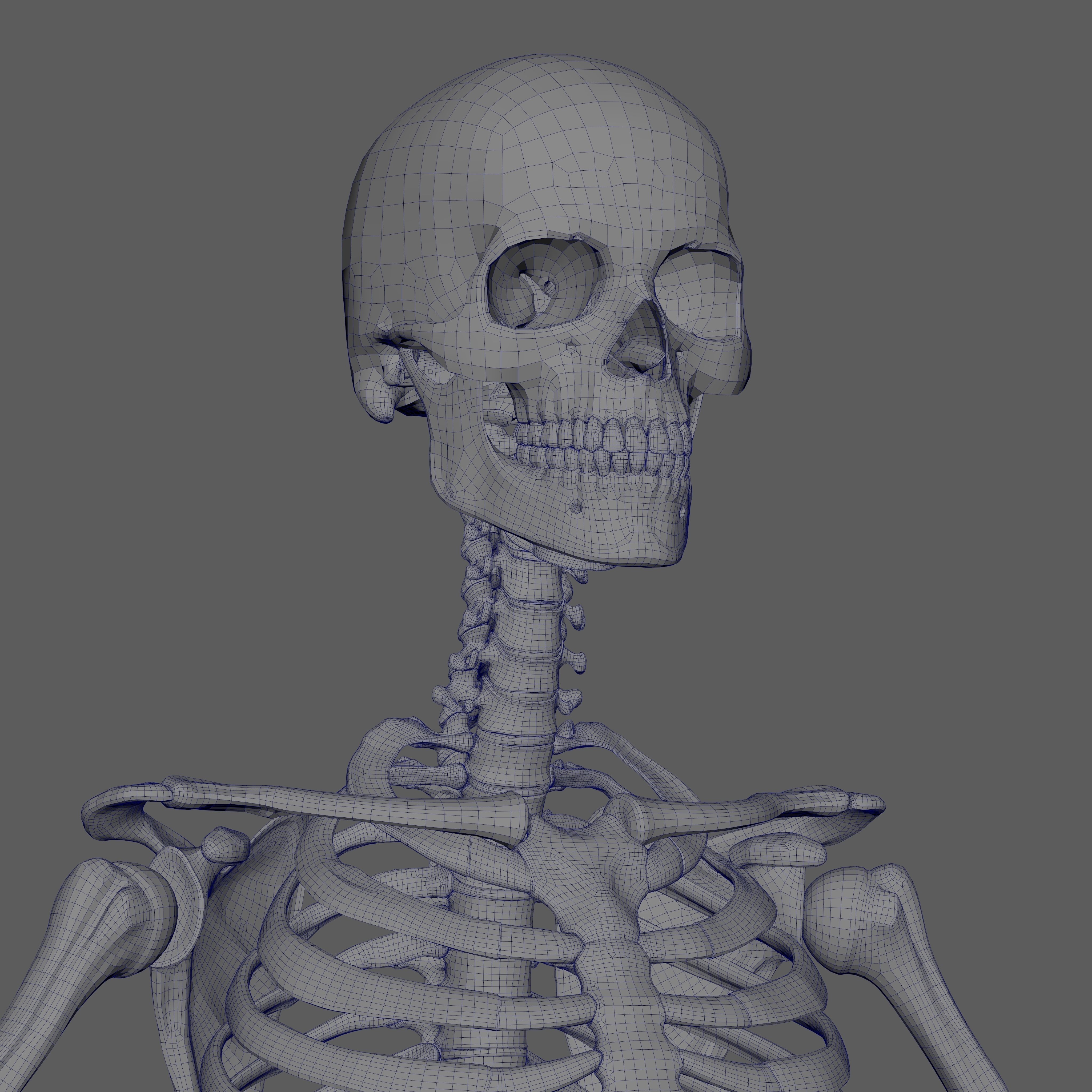 Skeleton Rigged - Skeleton Rig - Skeletal System Low-poly 3D model_80
