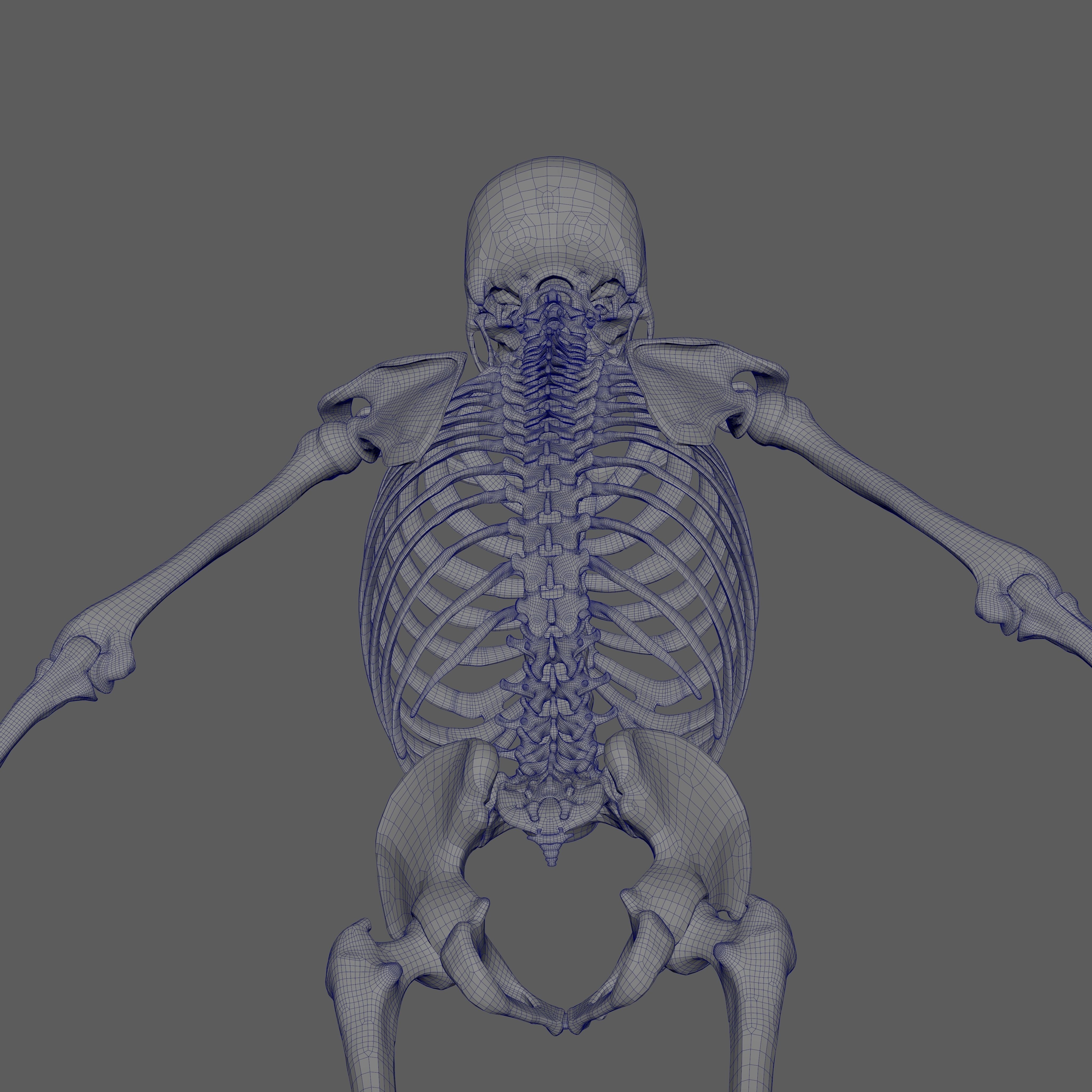 Skeleton Rigged - Skeleton Rig - Skeletal System Low-poly 3D model_78