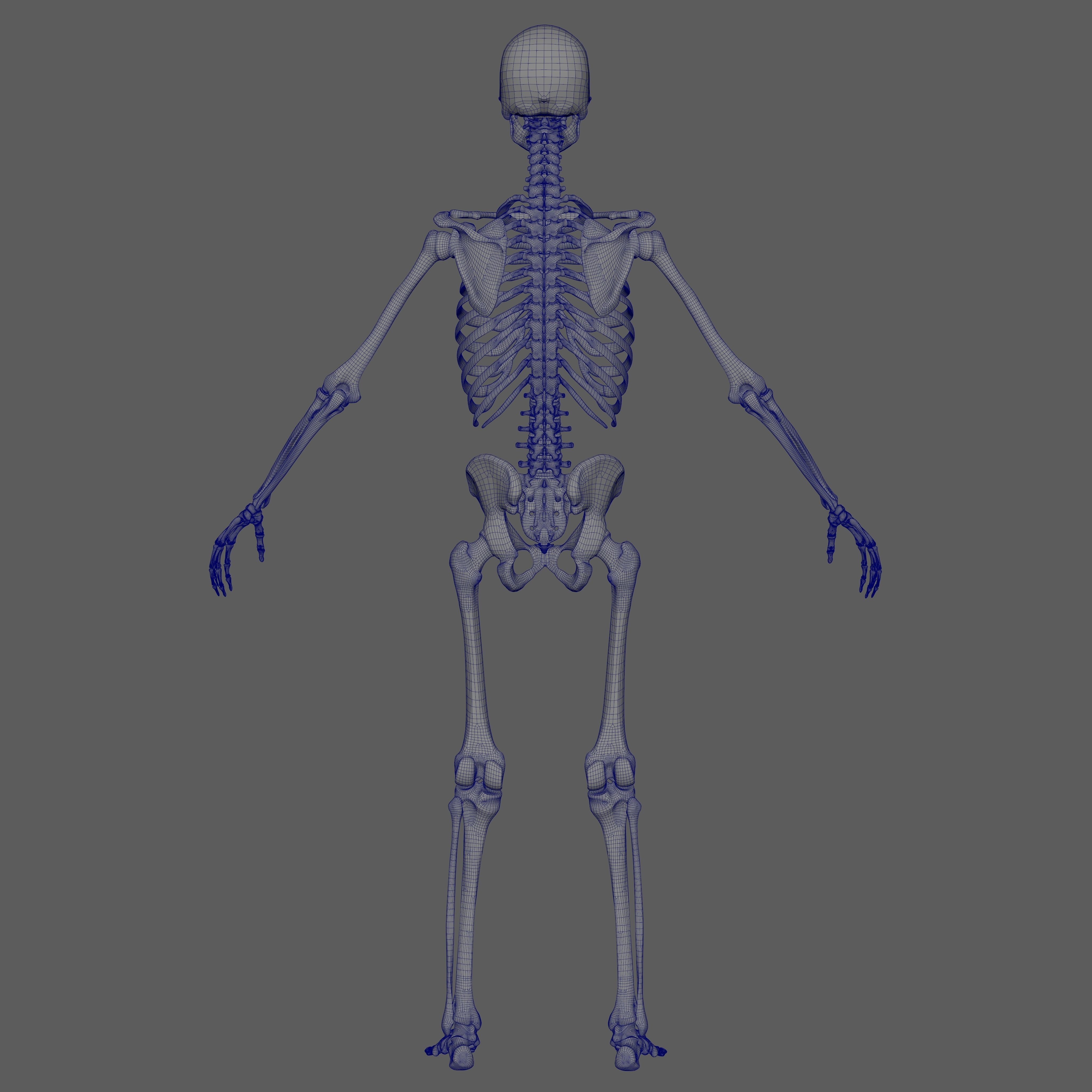 Skeleton Rigged - Skeleton Rig - Skeletal System Low-poly 3D model_68