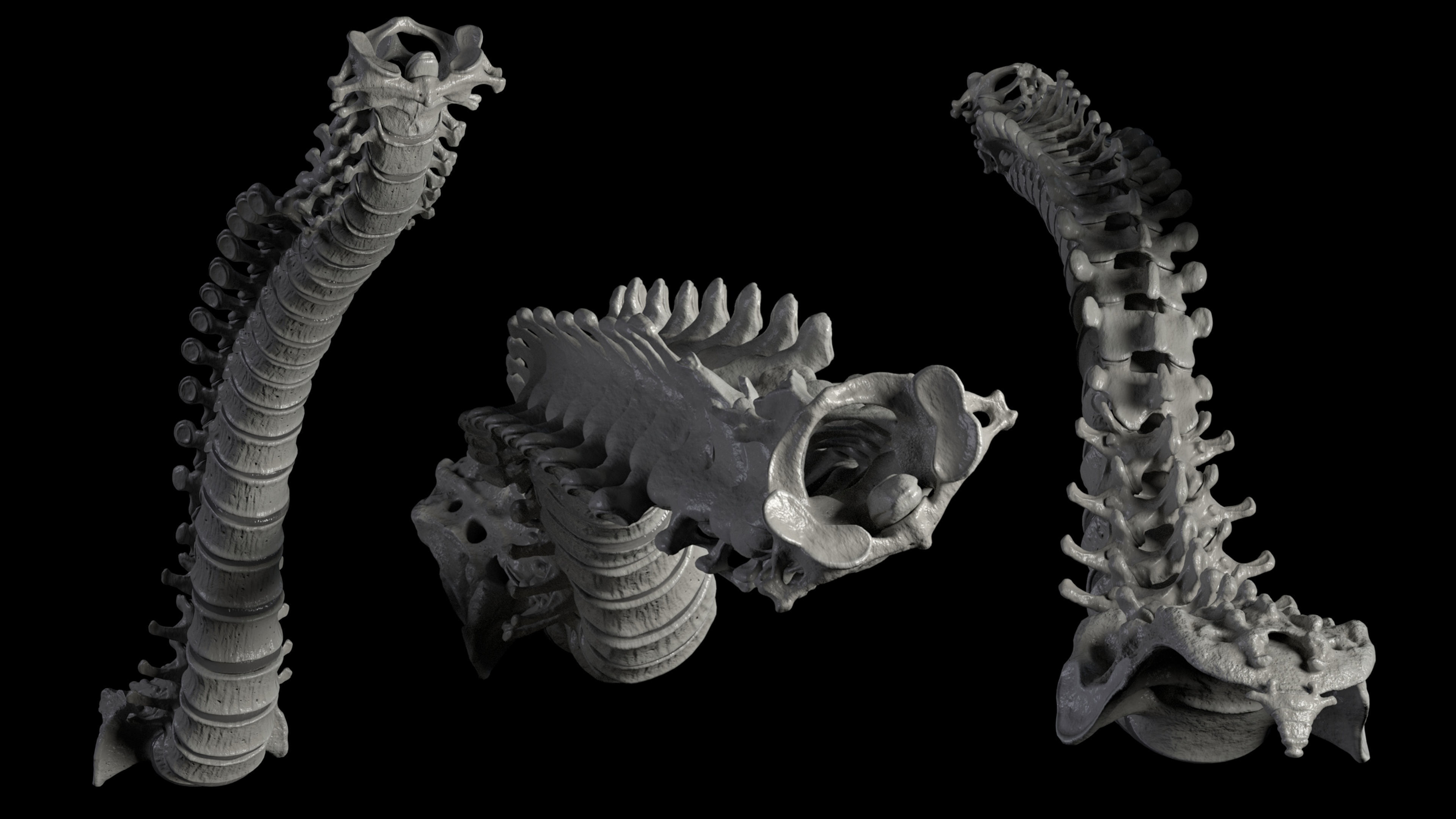 Skeleton Rigged - Skeleton Rig - Skeletal System Low-poly 3D model_58