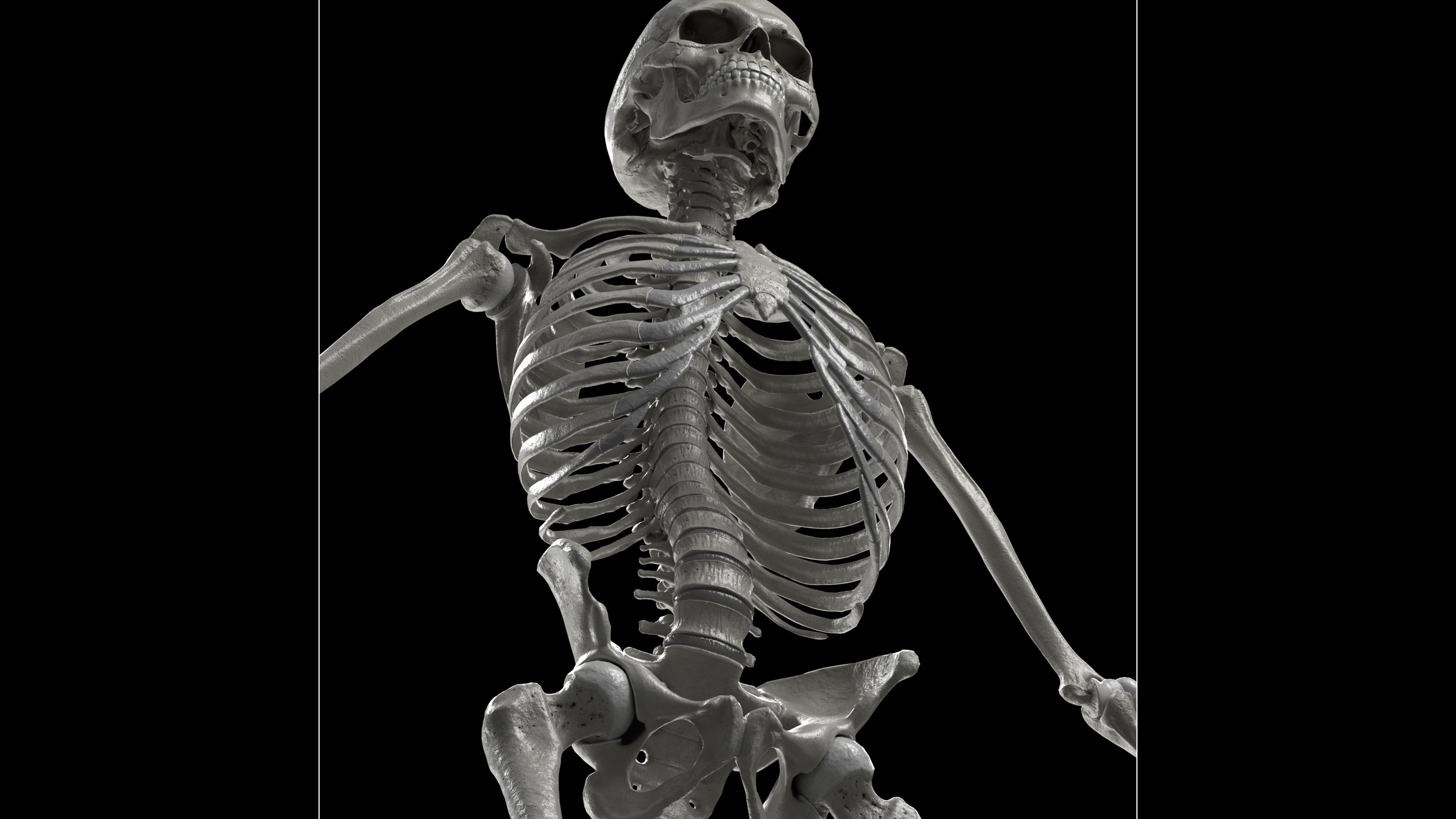Skeleton Rigged - Skeleton Rig - Skeletal System Low-poly 3D model_18