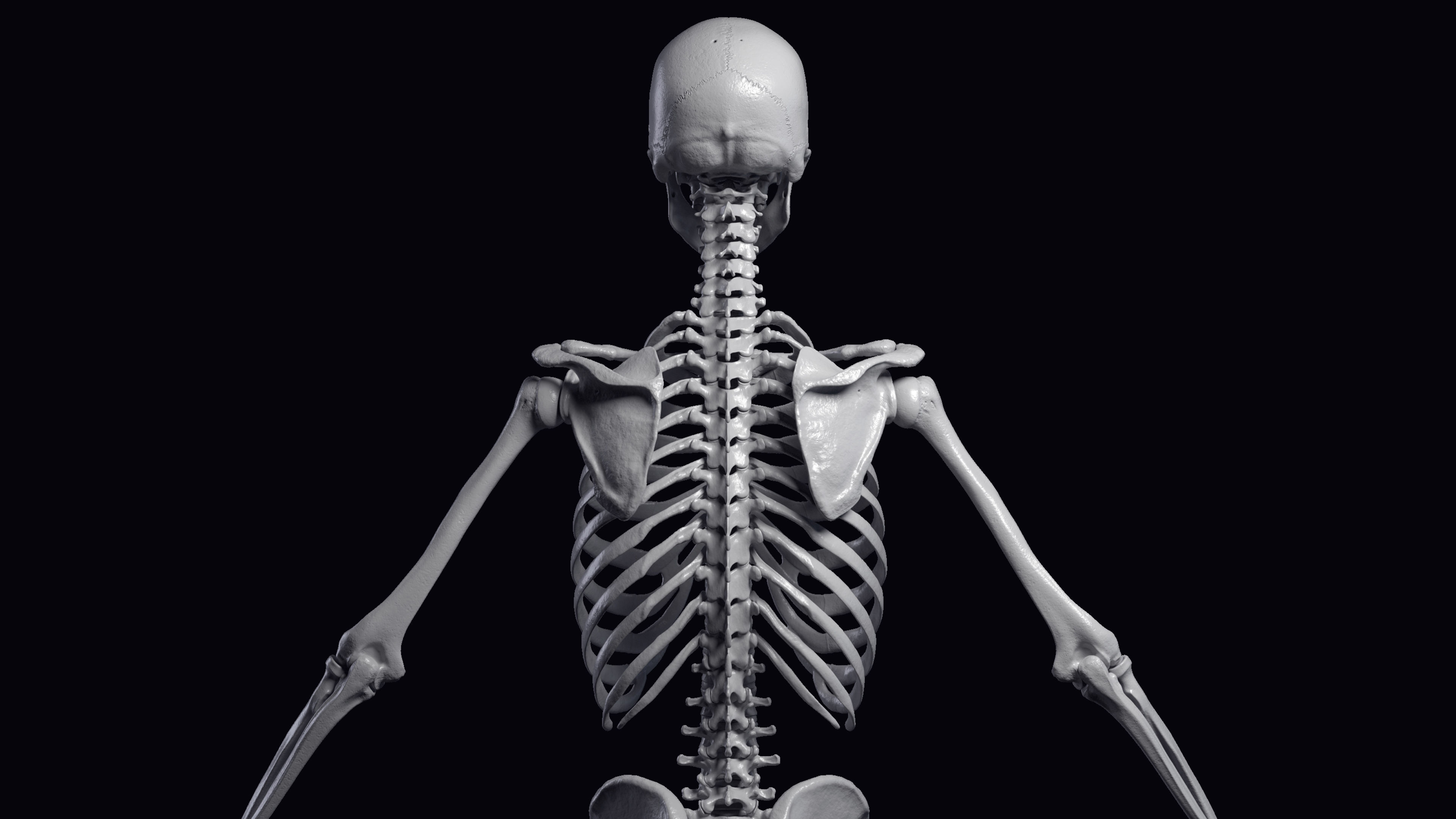 Skeleton Rigged - Skeleton Rig - Skeletal System Low-poly 3D model_29