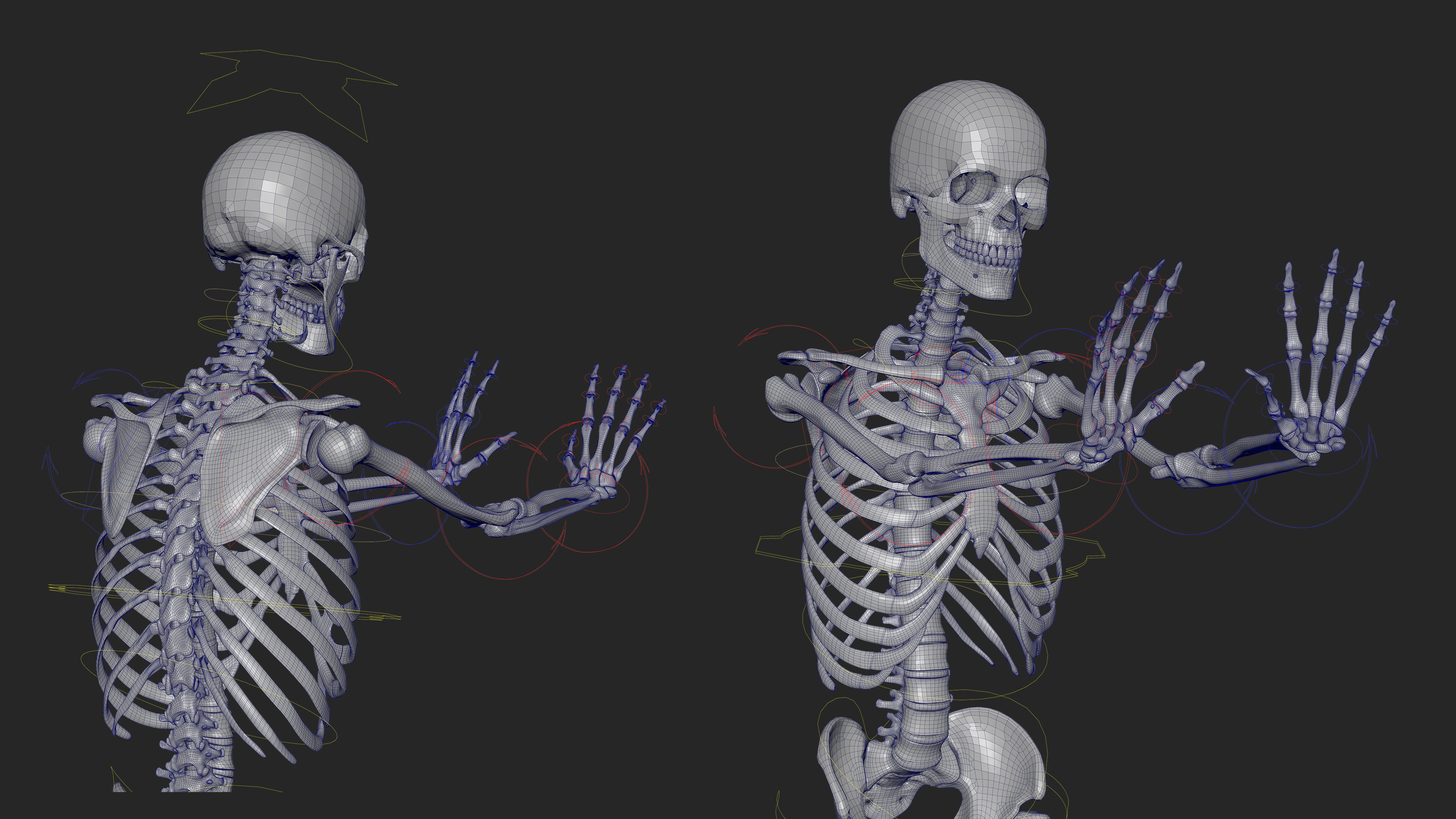Skeleton Rigged - Skeleton Rig - Skeletal System Low-poly 3D model_61