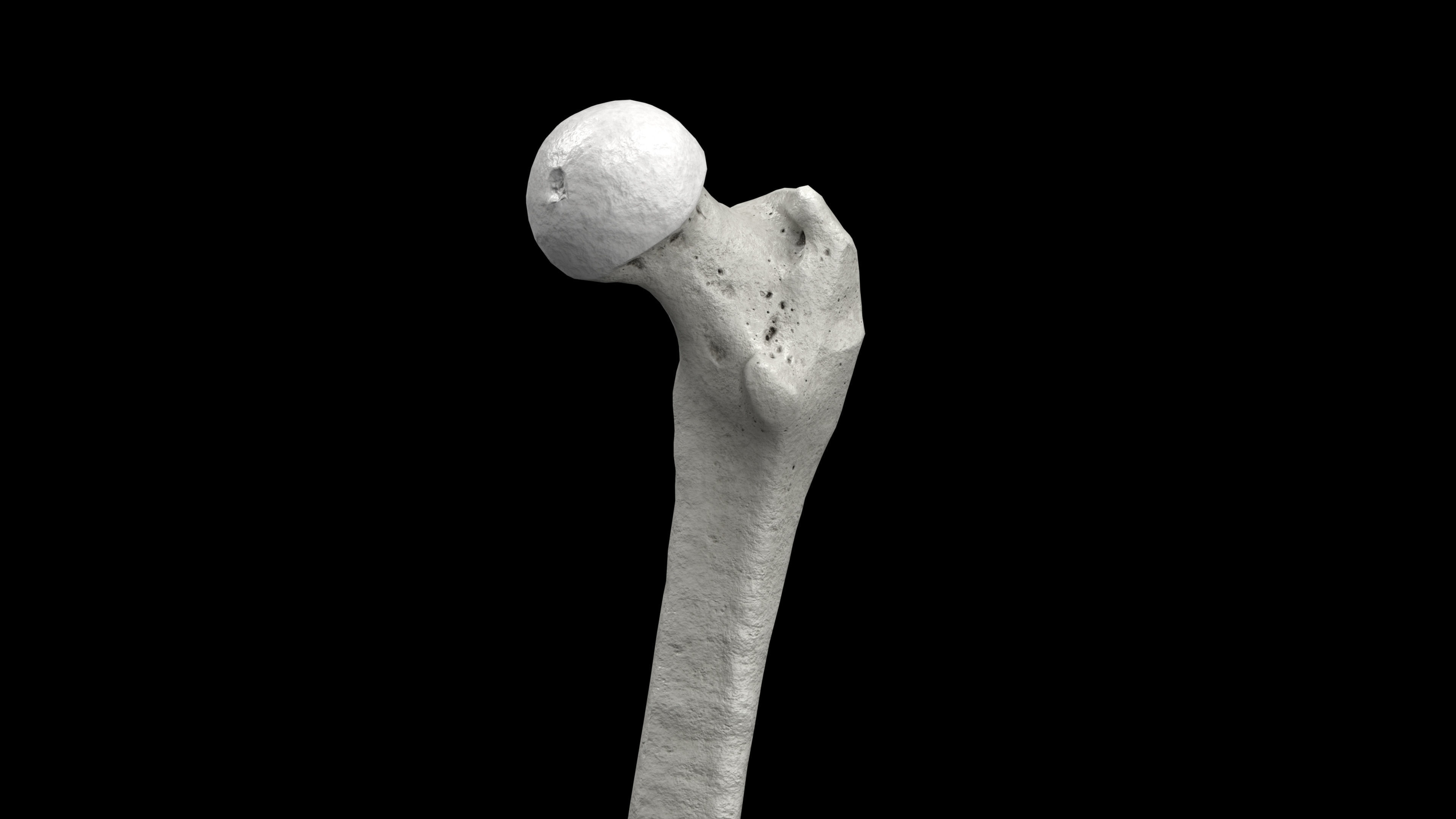 Skeleton Rigged - Skeleton Rig - Skeletal System Low-poly 3D model_44