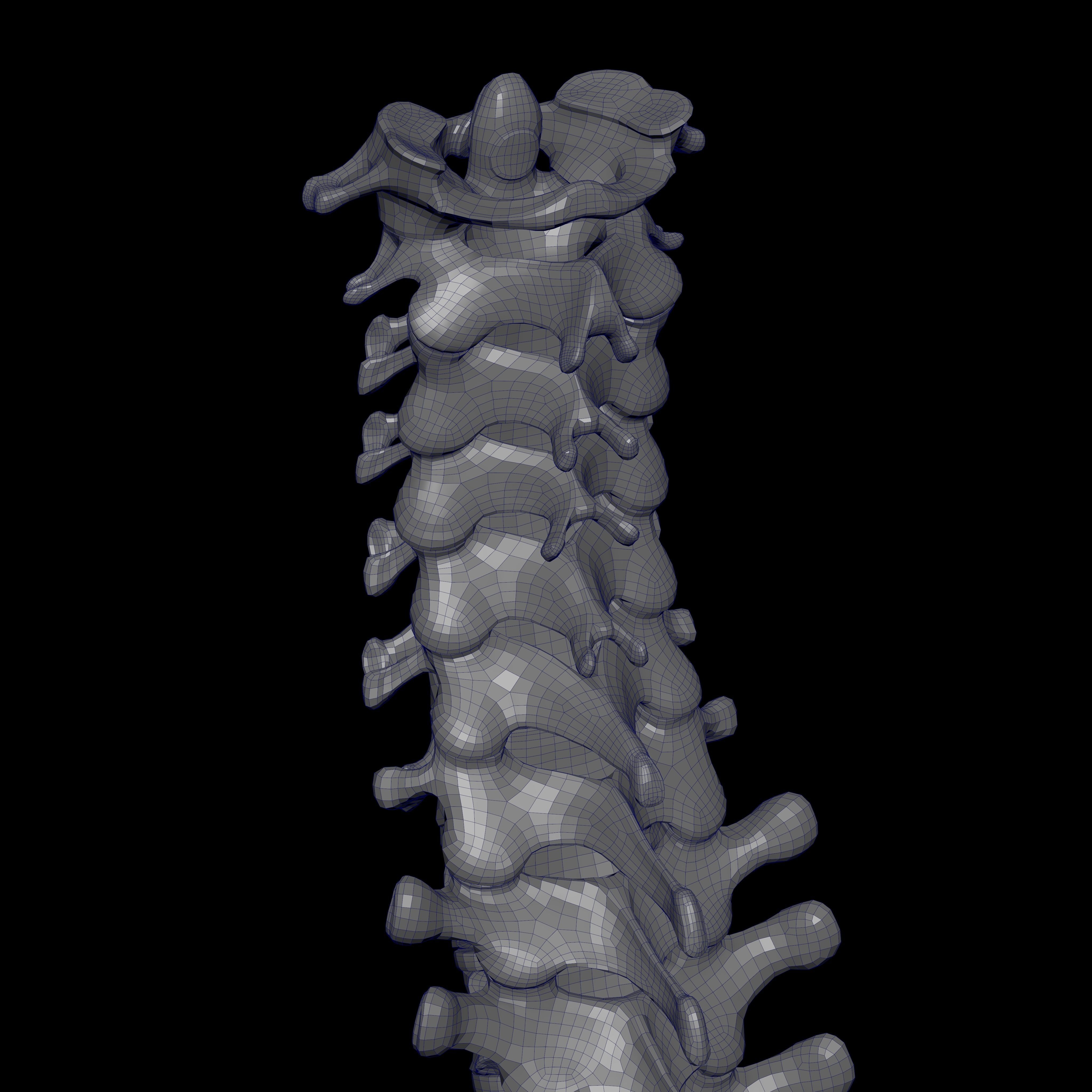 Skeleton Rigged - Skeleton Rig - Skeletal System Low-poly 3D model_113