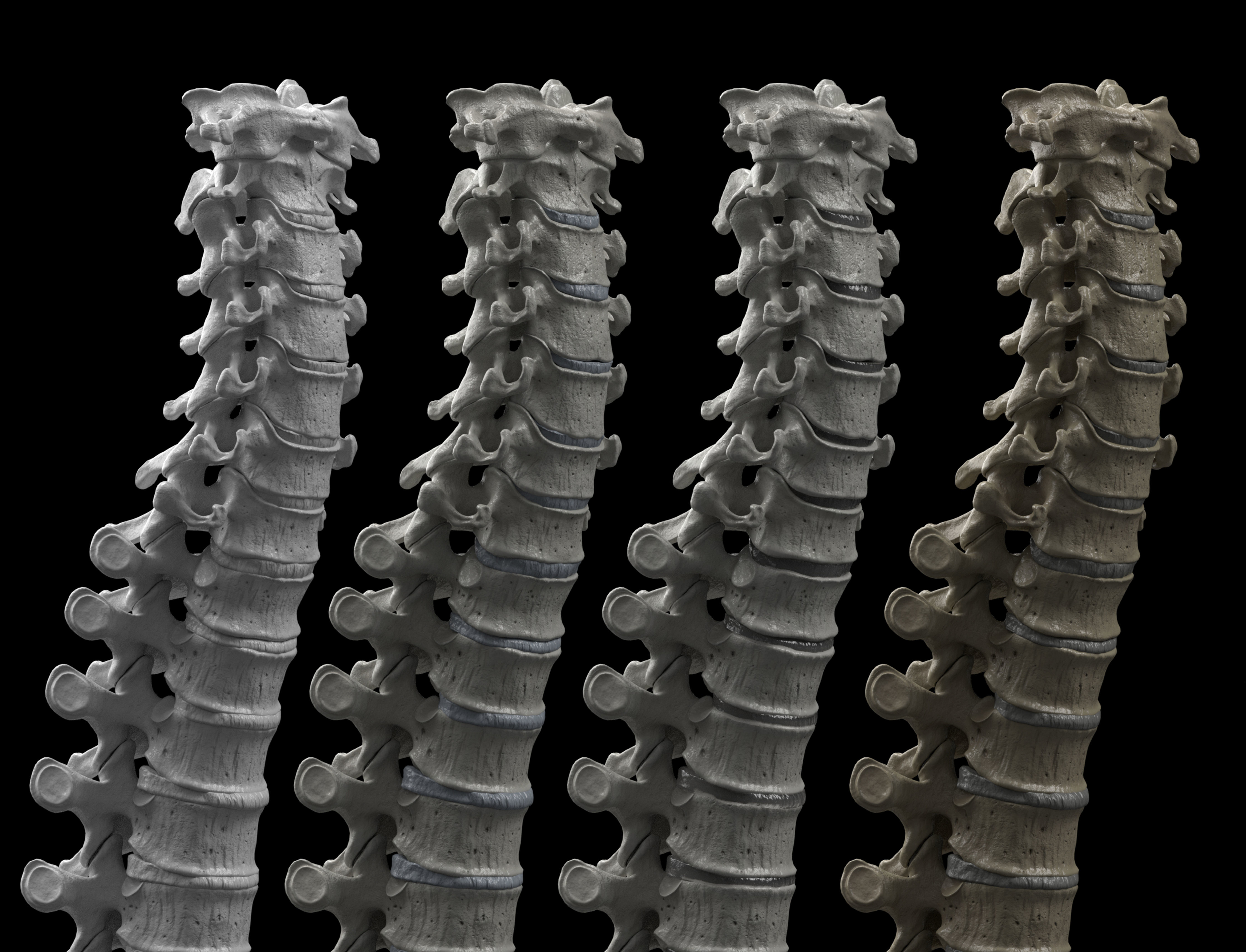 Skeleton Rigged - Skeleton Rig - Skeletal System Low-poly 3D model_57